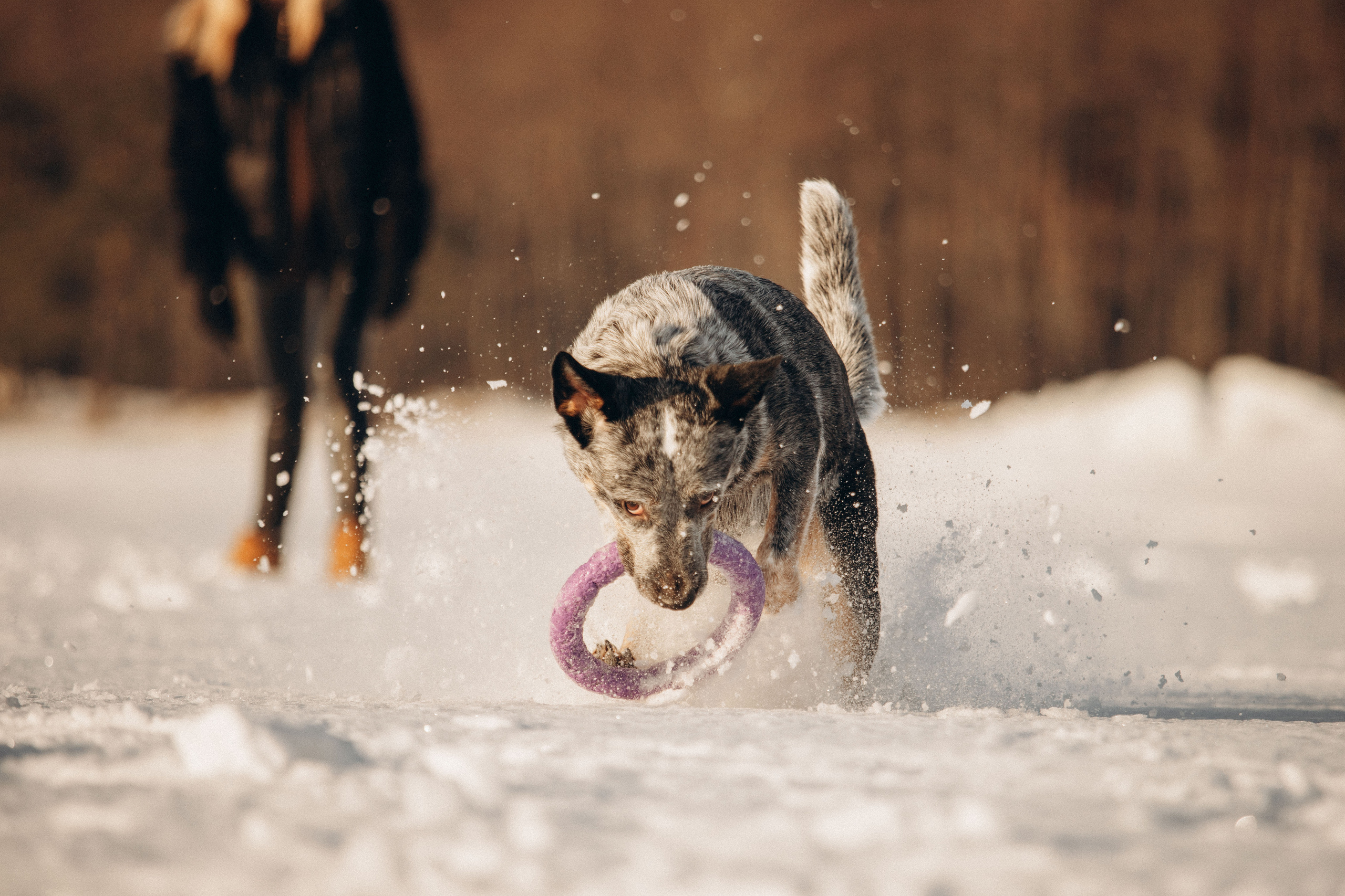 Оля и Мотя. Фотограф — Анималист | Санкт-Петербург
