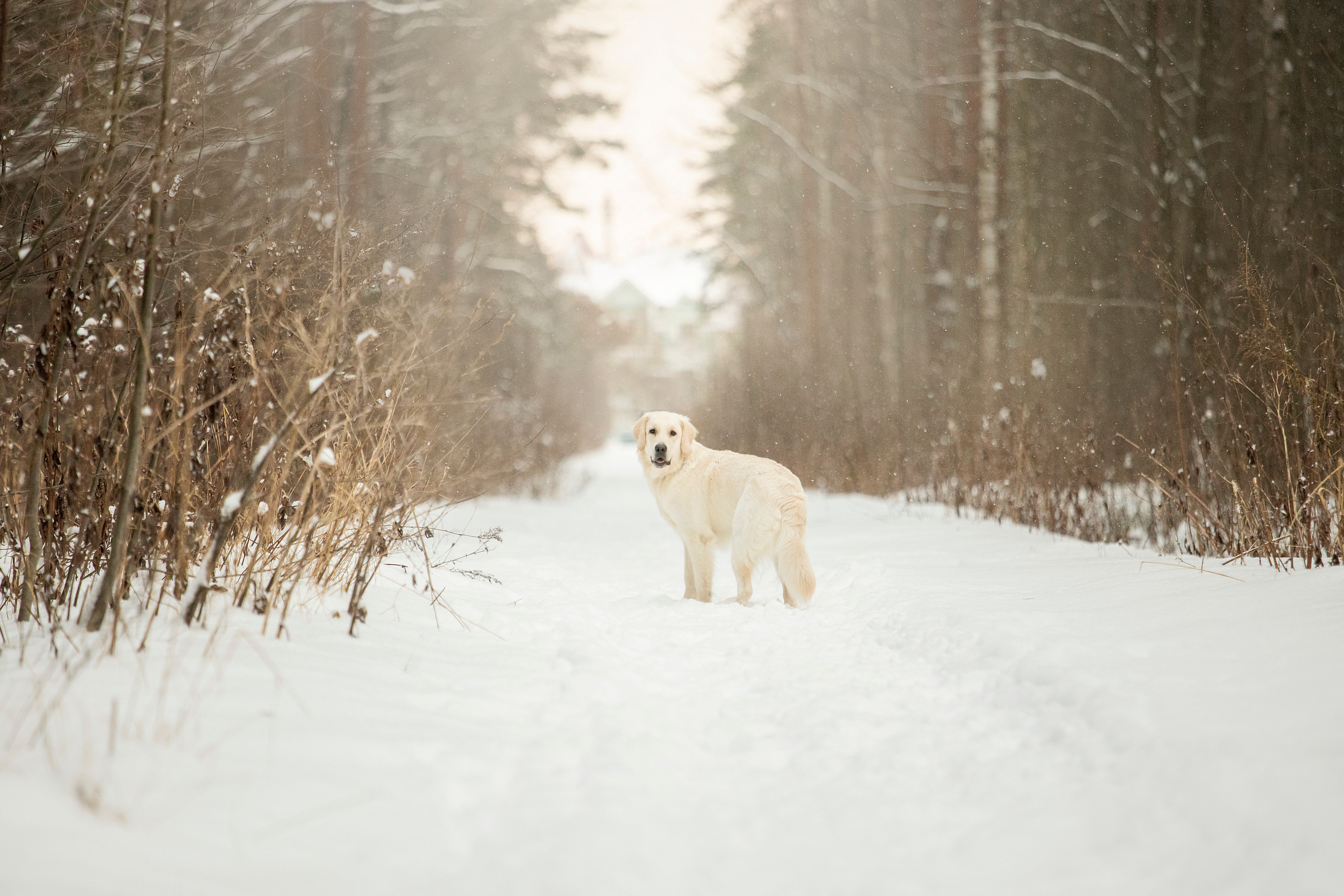 Милка и ее семья. Фотограф — Анималист | Санкт-Петербург
