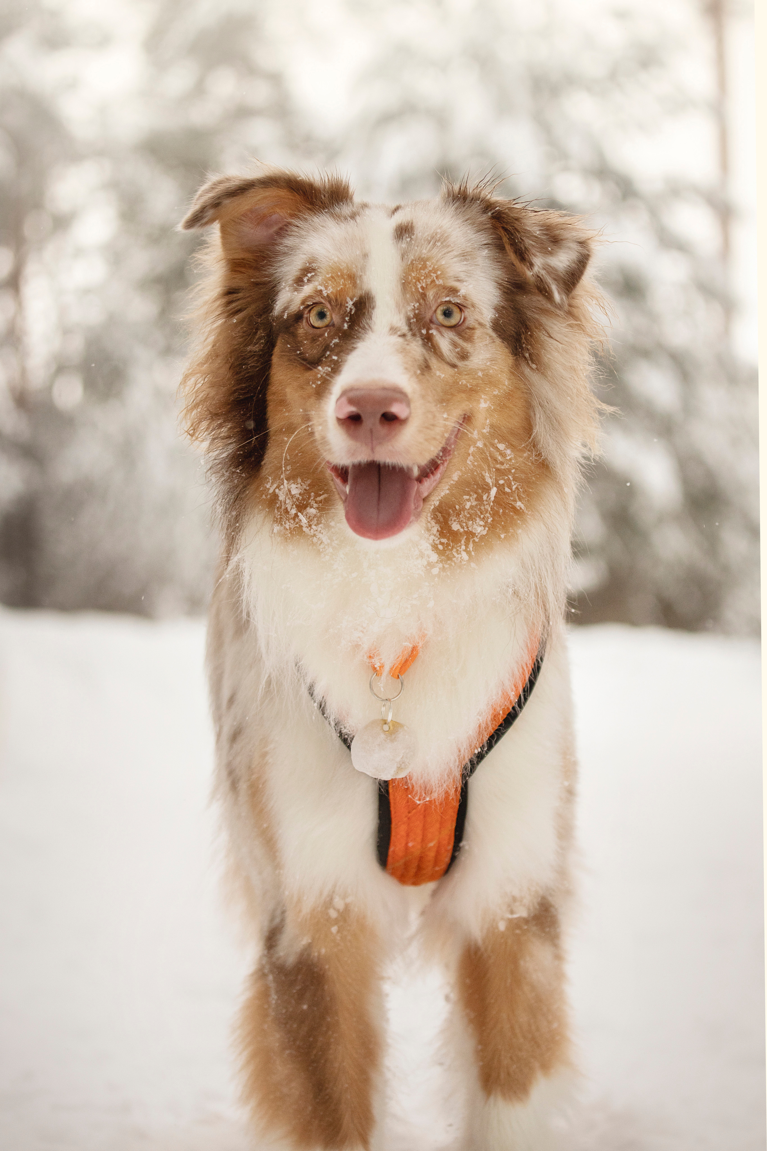 Делик, Скай и их семья. Фотограф — Анималист | Санкт-Петербург