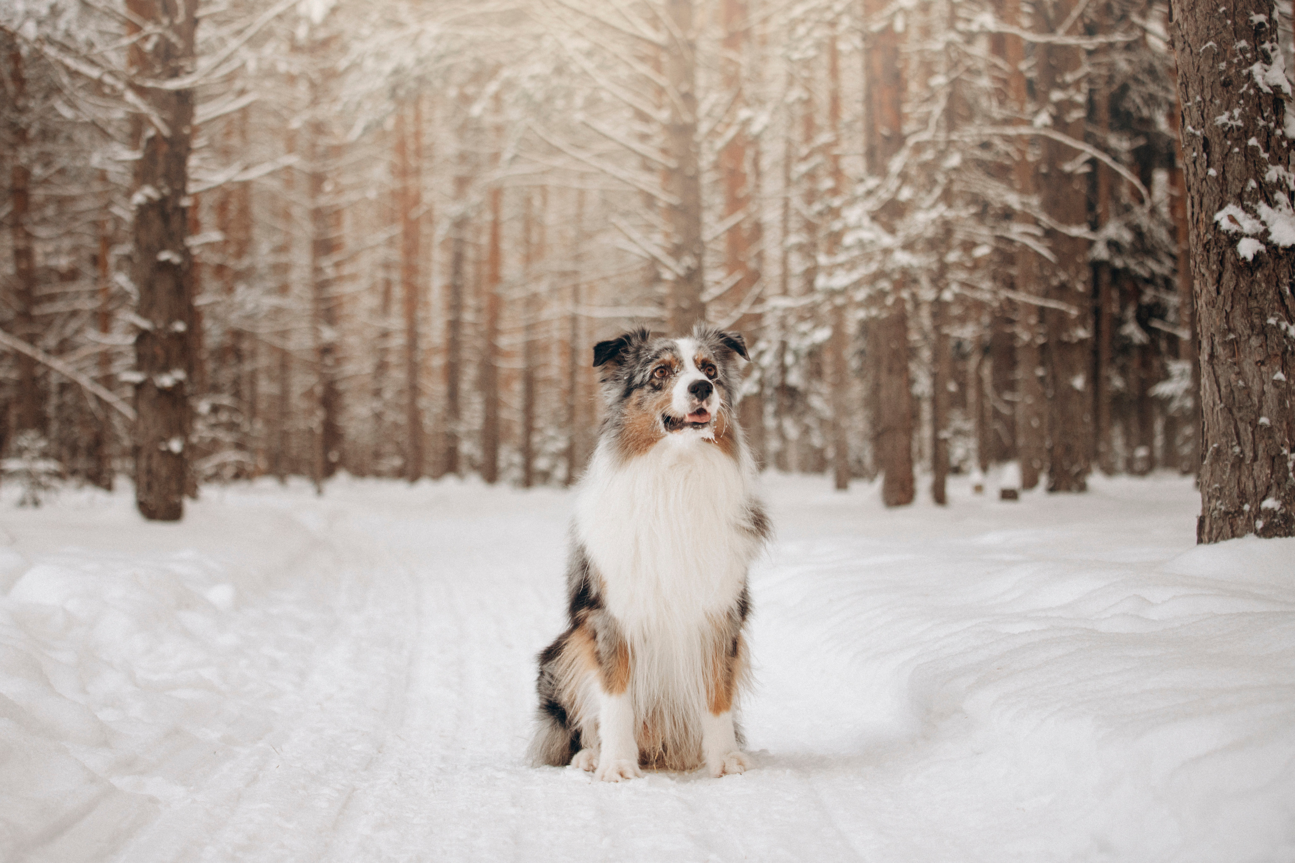 Айк и его семья. Фотограф — Анималист | Санкт-Петербург