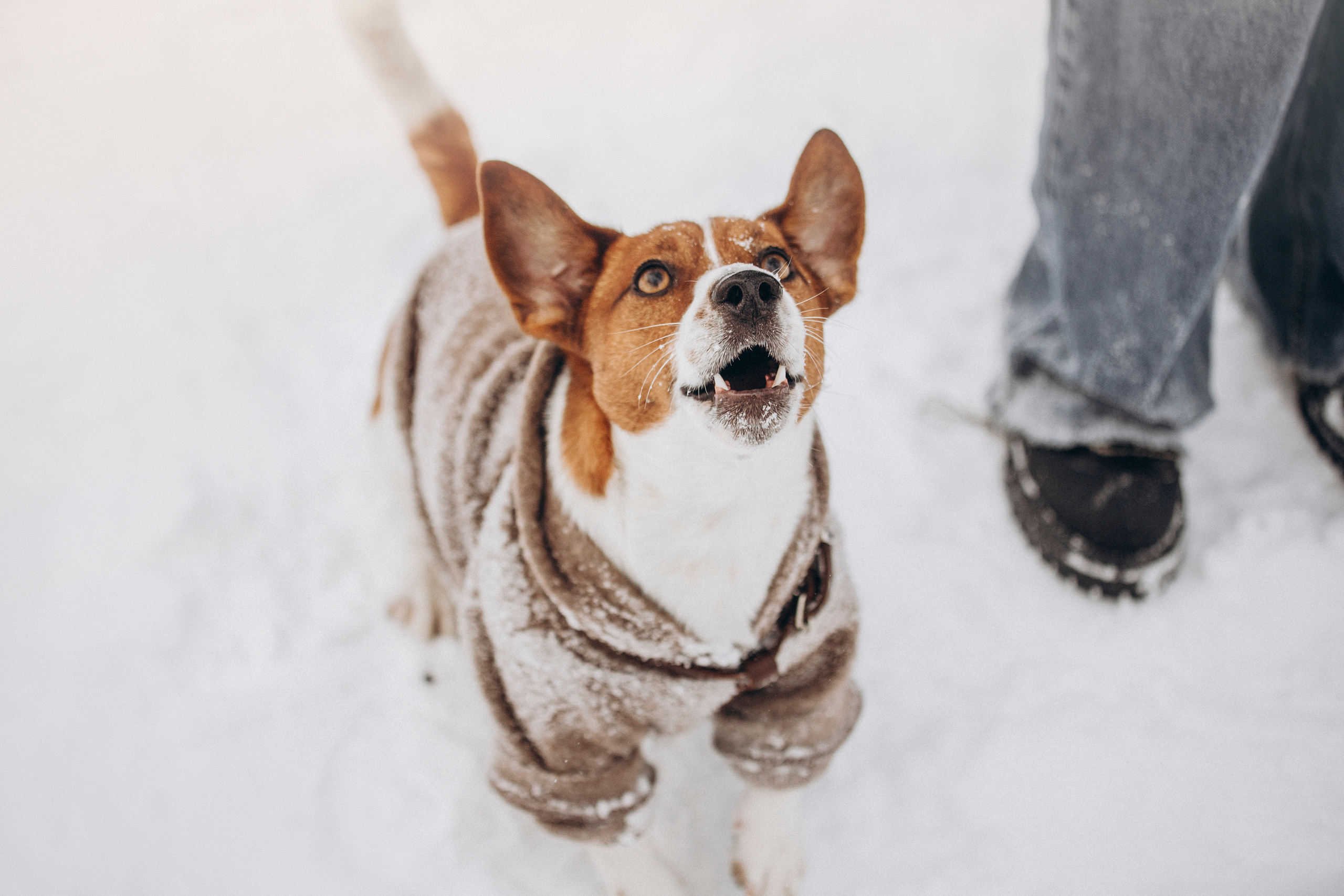 Даша и Бакс. Фотограф — Анималист | Санкт-Петербург