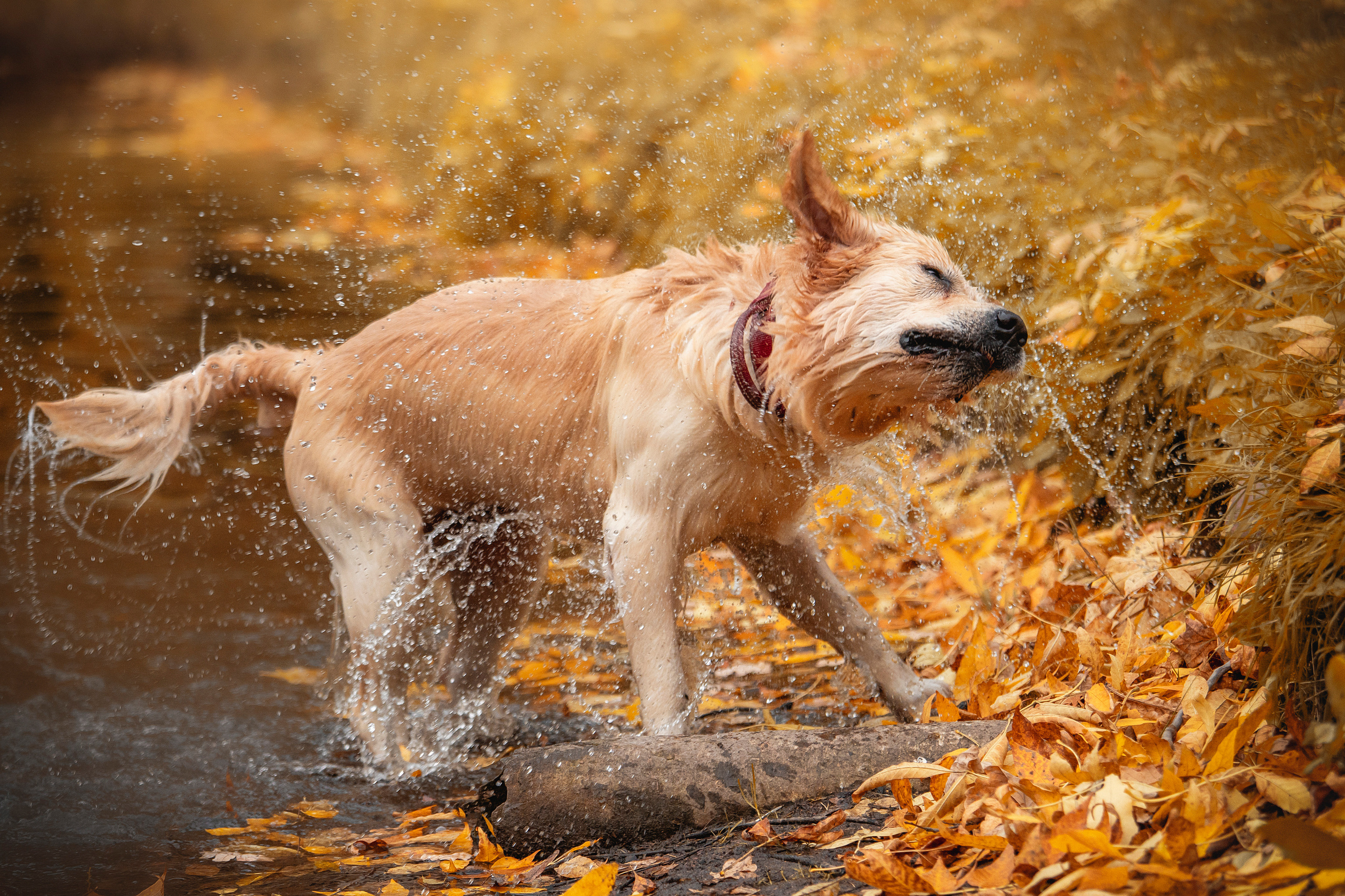 Лёвушка и его семья. Фотограф — Анималист | Санкт-Петербург