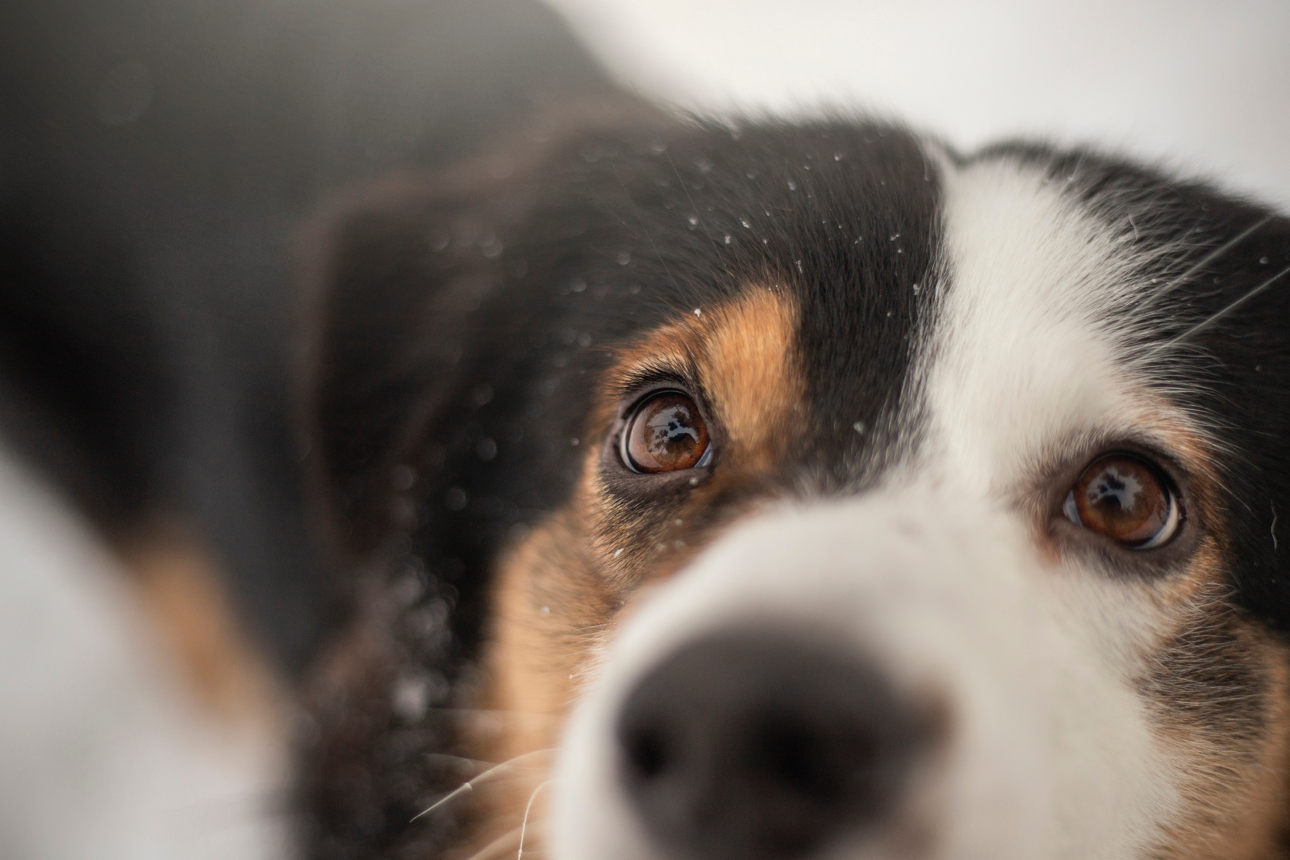 Делик, Скай и их семья. Фотограф — Анималист | Санкт-Петербург