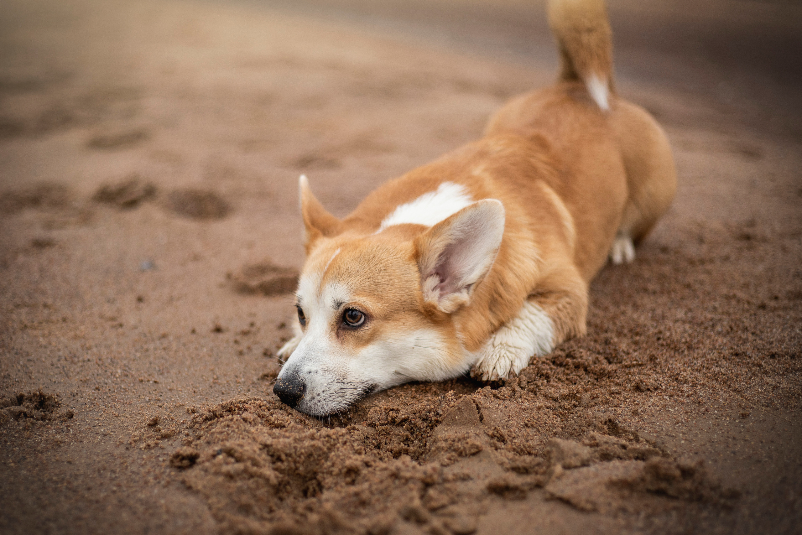 Барни и его семья. Фотограф — Анималист | Санкт-Петербург