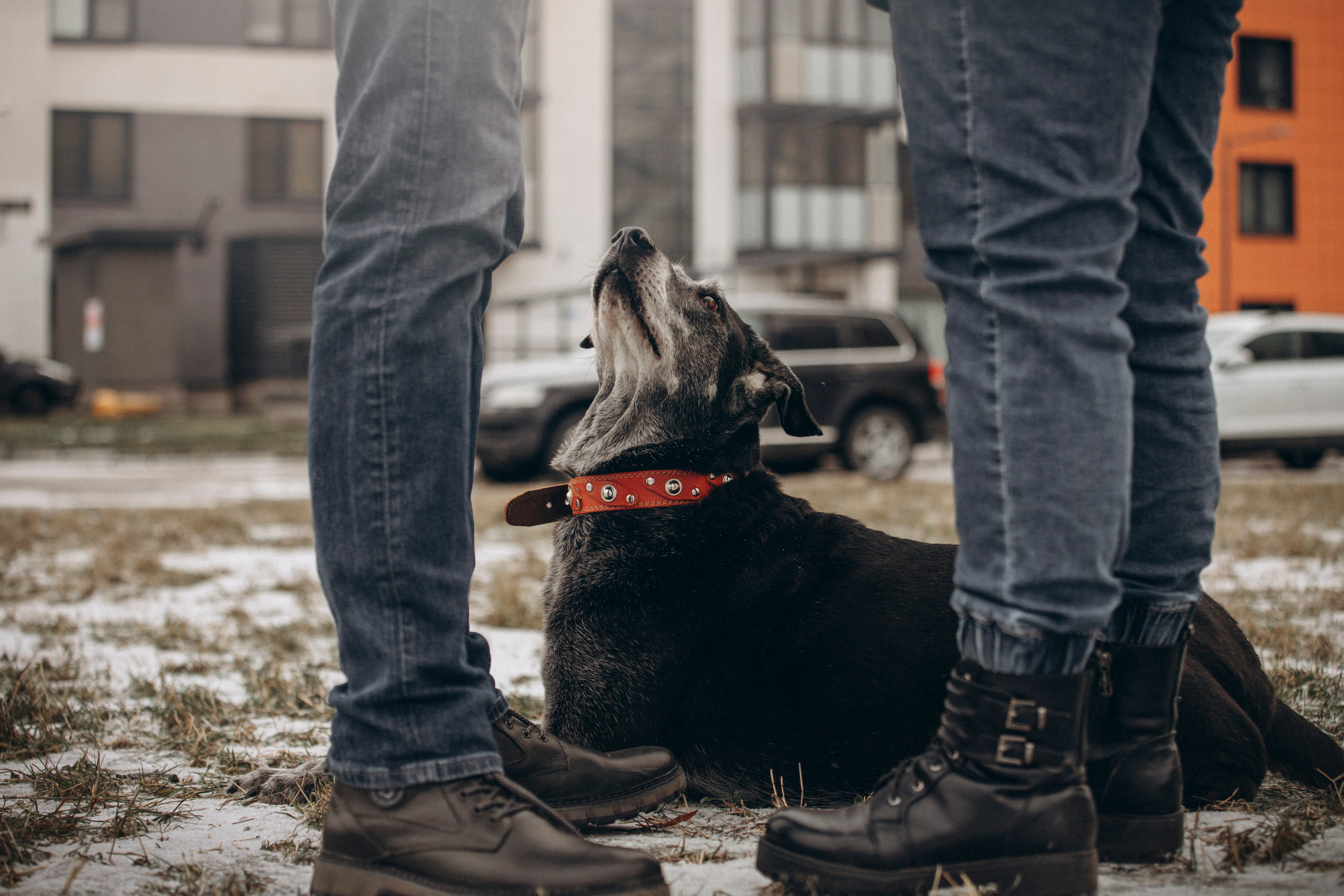 Ангус и его семья. Фотограф — Анималист | Санкт-Петербург