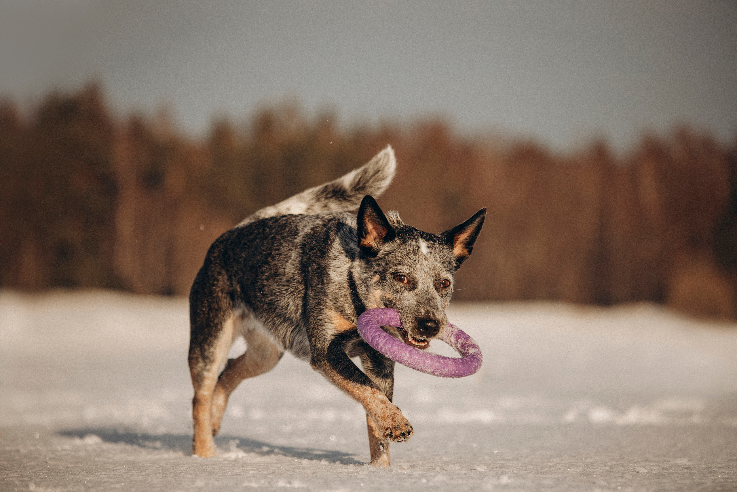 Оля и Мотя. Фотограф — Анималист | Санкт-Петербург