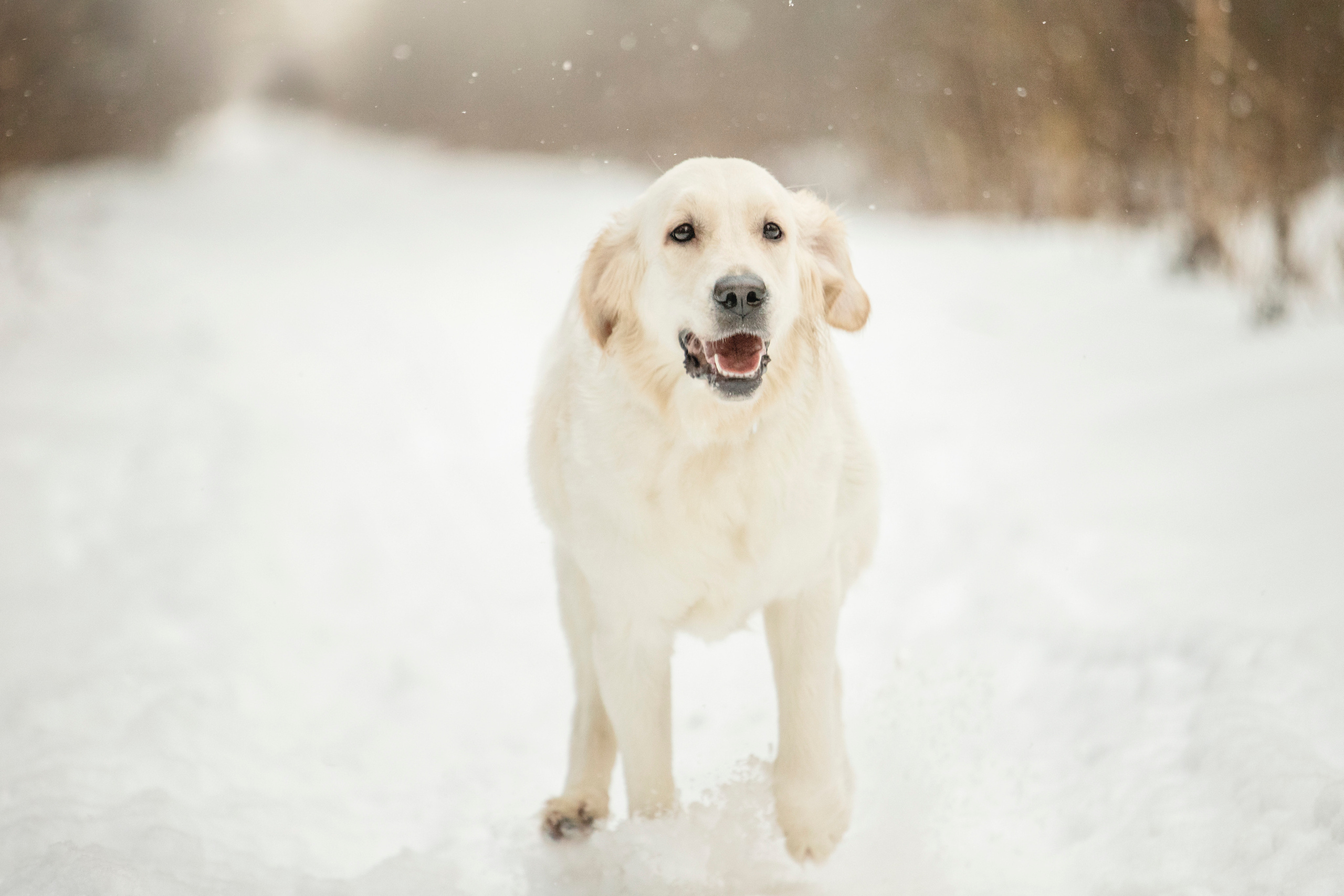 Милка и ее семья. Фотограф — Анималист | Санкт-Петербург