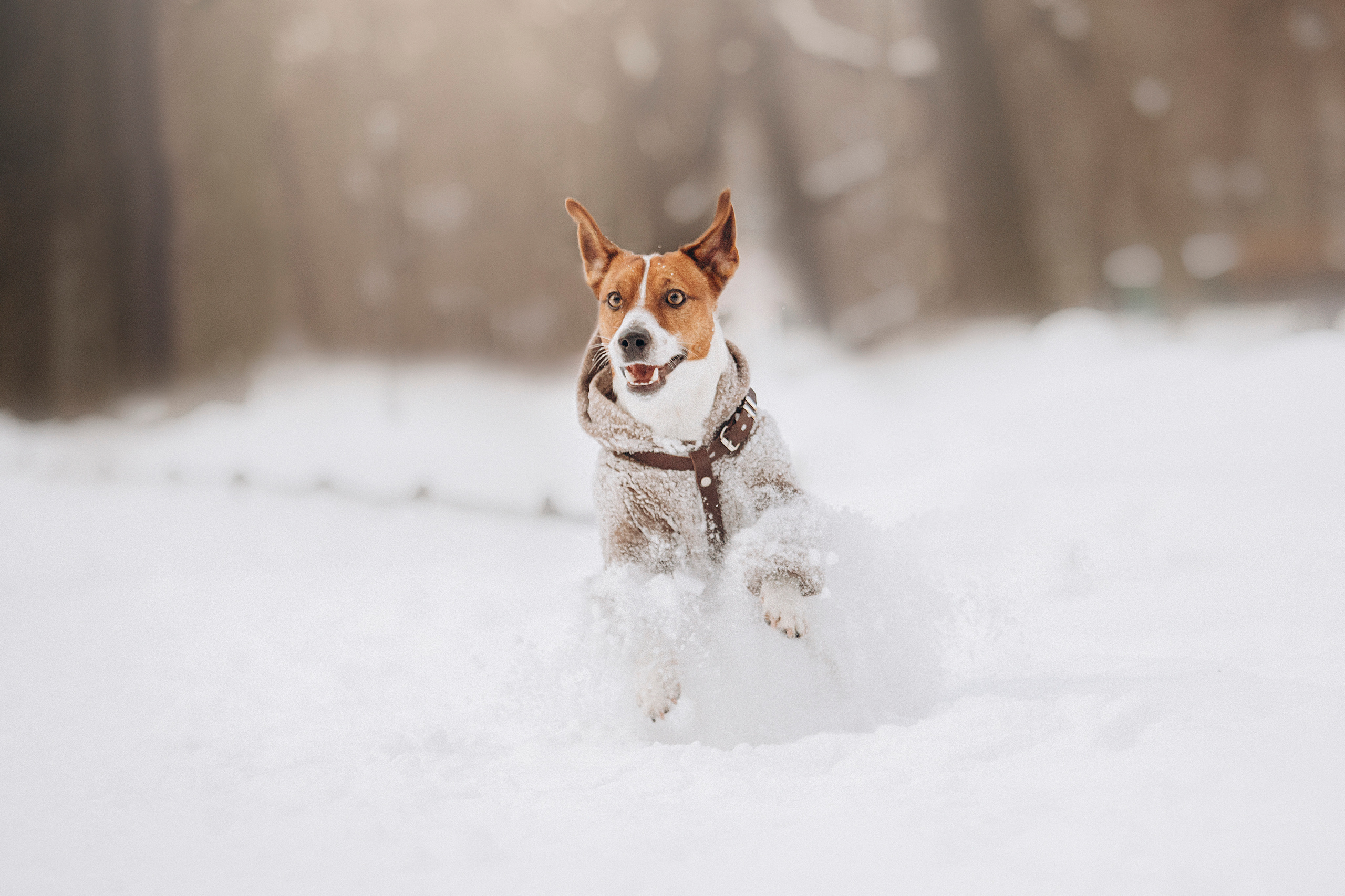 Даша и Бакс. Фотограф — Анималист | Санкт-Петербург