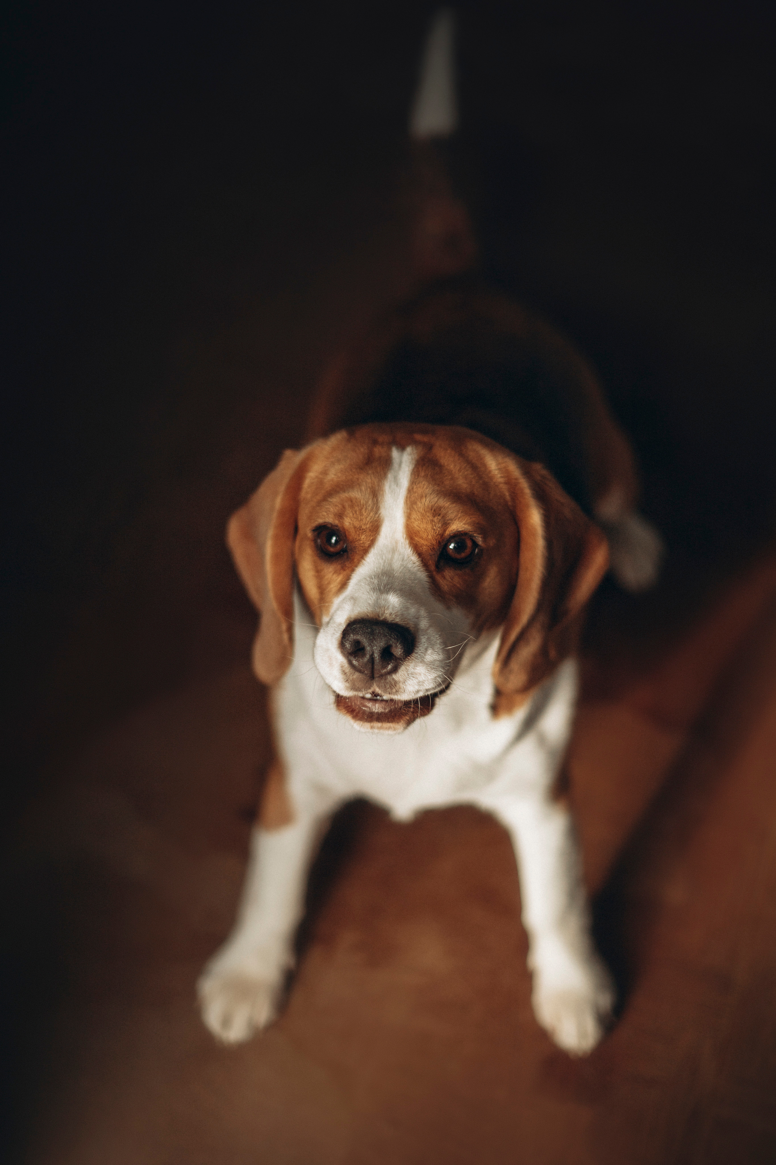 Полина и Бетти. Фотограф — Анималист | Санкт-Петербург