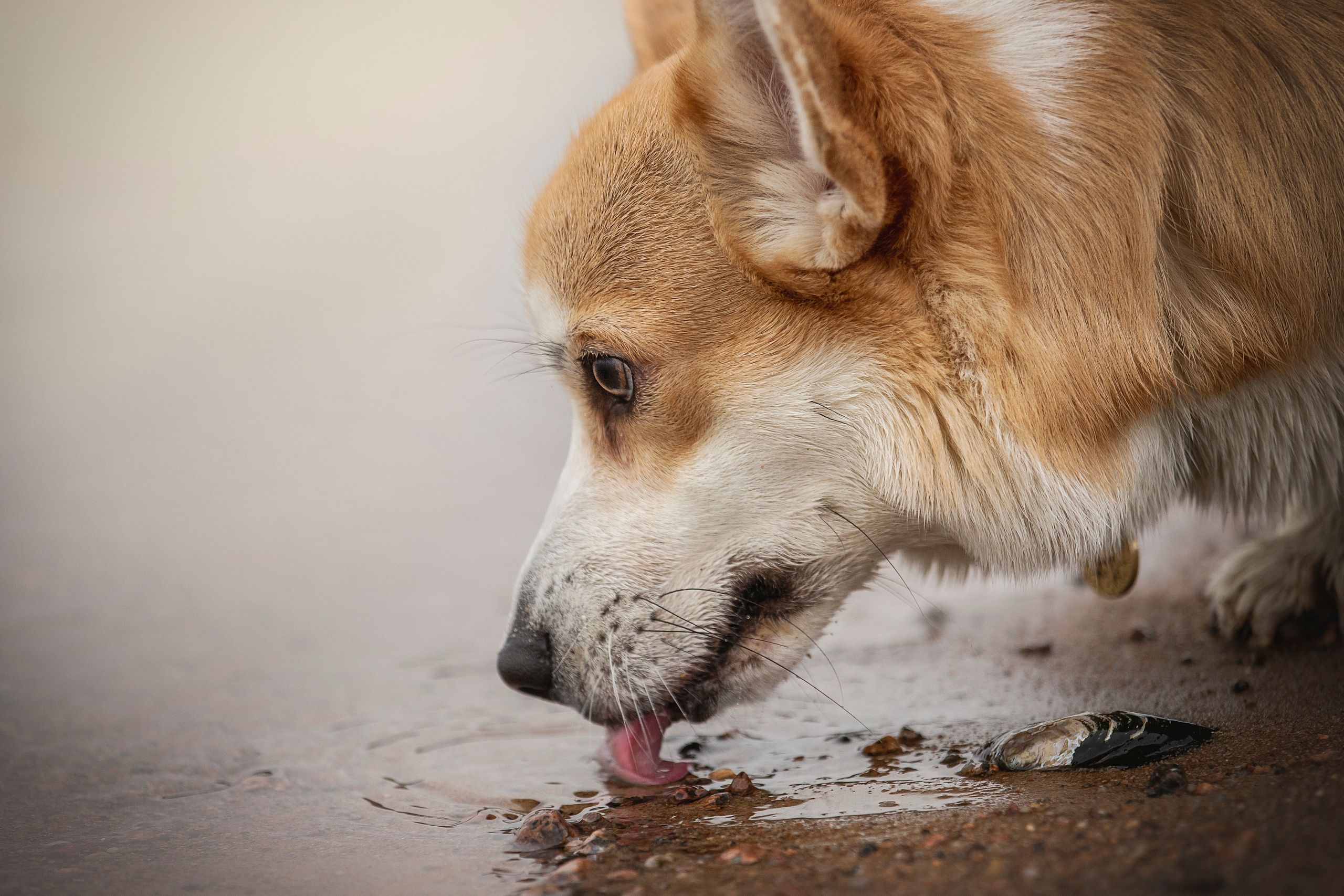 Барни и его семья. Фотограф — Анималист | Санкт-Петербург