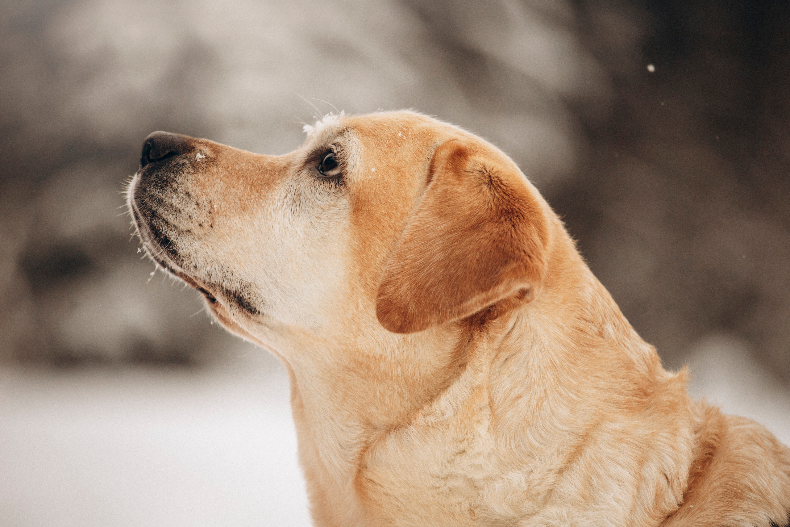 Марго, Степа и их семья. Фотограф — Анималист | Санкт-Петербург