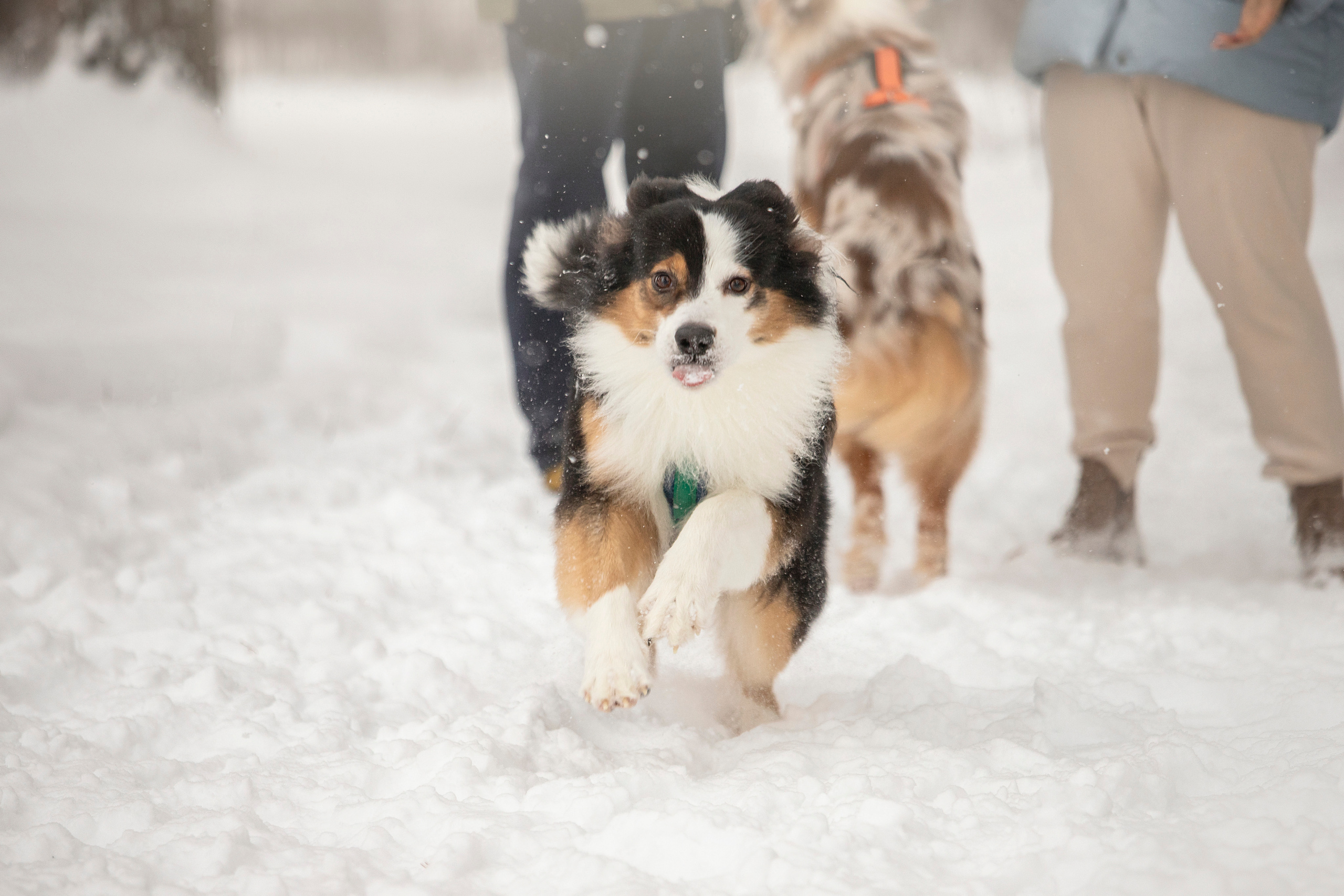 Делик, Скай и их семья. Фотограф — Анималист | Санкт-Петербург