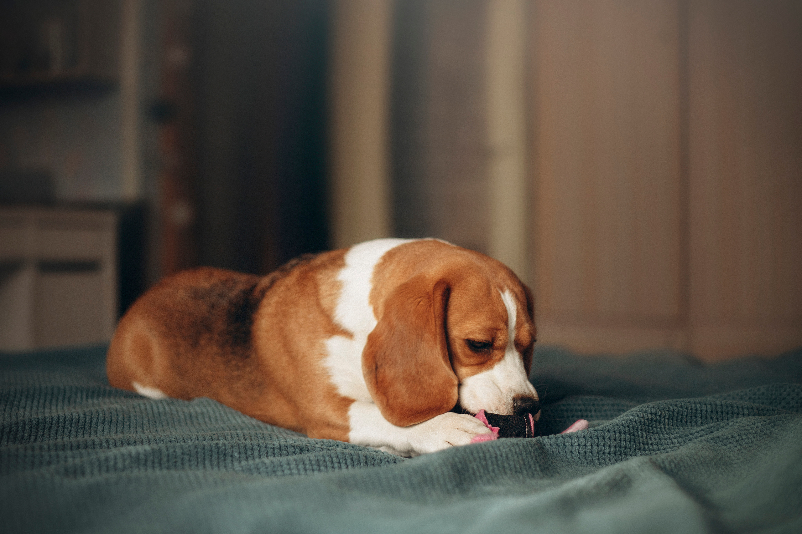 Полина и Бетти. Фотограф — Анималист | Санкт-Петербург