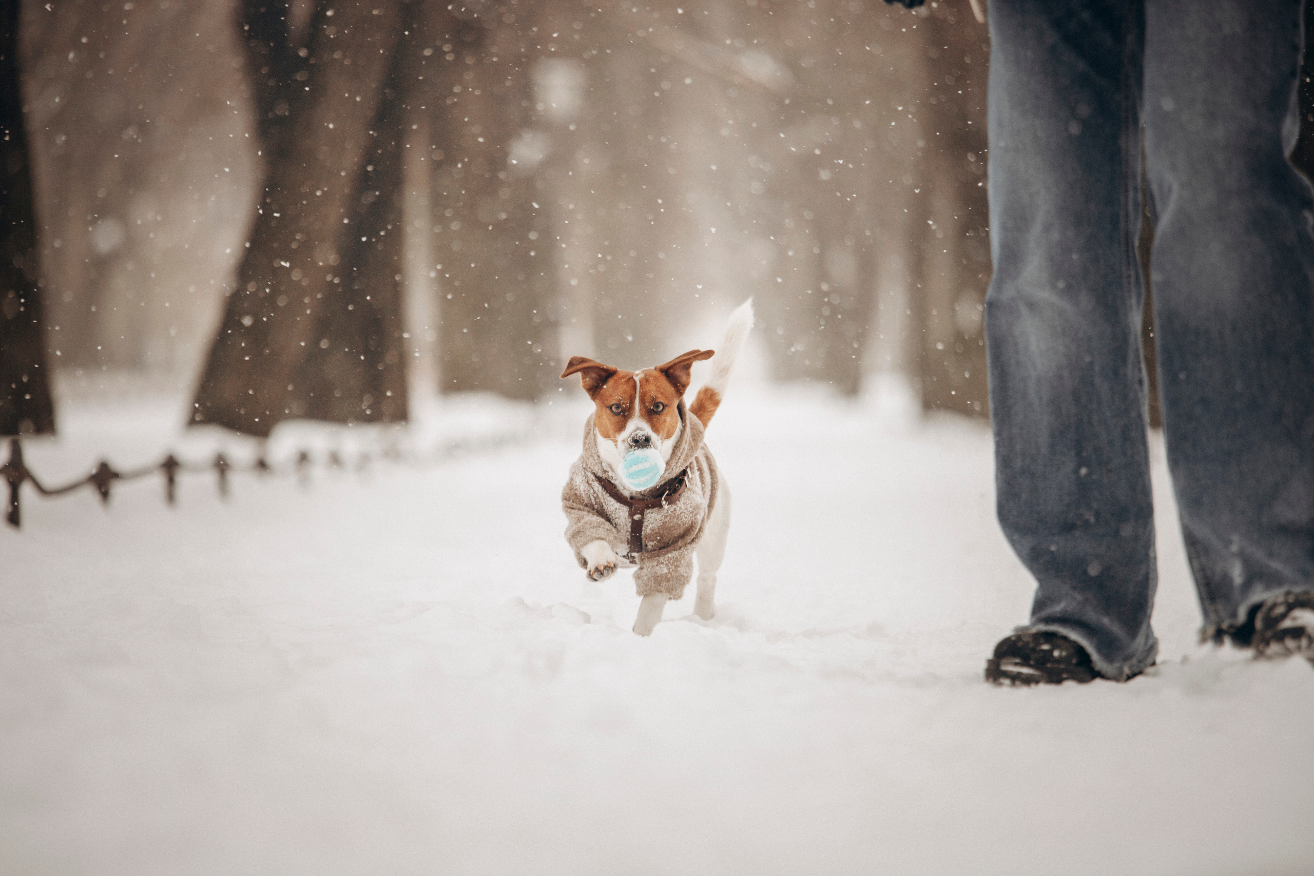 Даша и Бакс. Фотограф — Анималист | Санкт-Петербург
