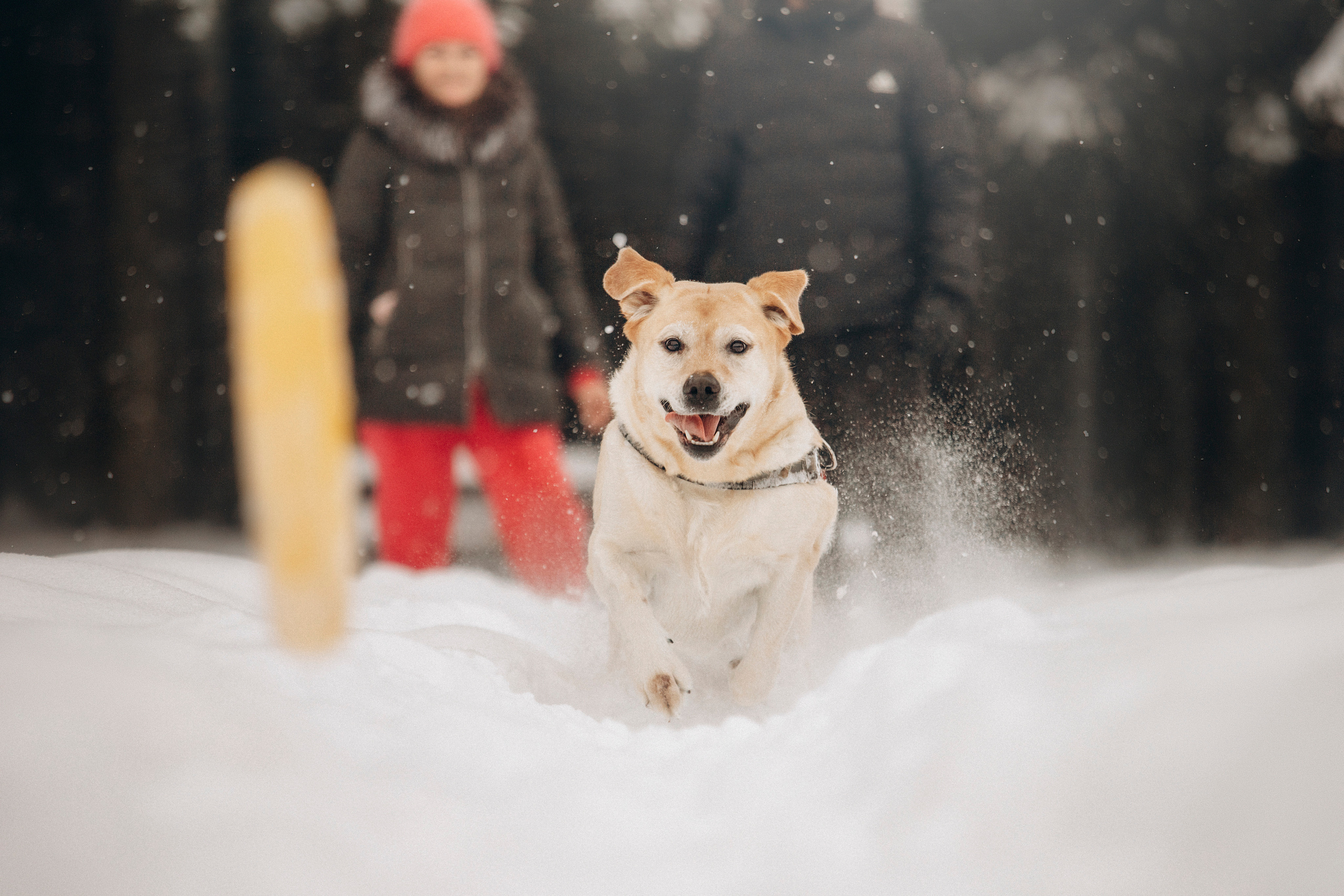 Марго, Степа и их семья. Фотограф — Анималист | Санкт-Петербург