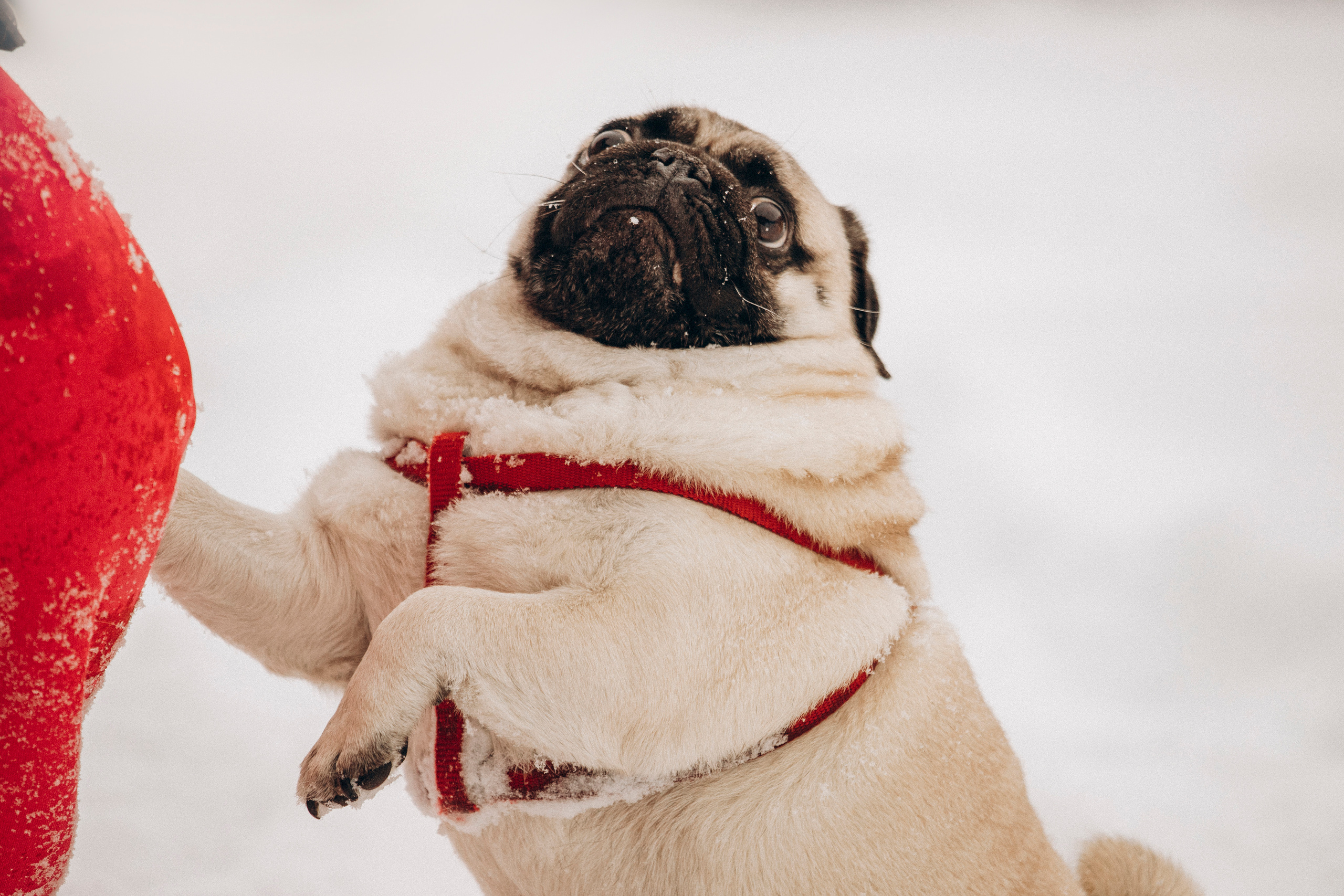 Марго, Степа и их семья. Фотограф — Анималист | Санкт-Петербург