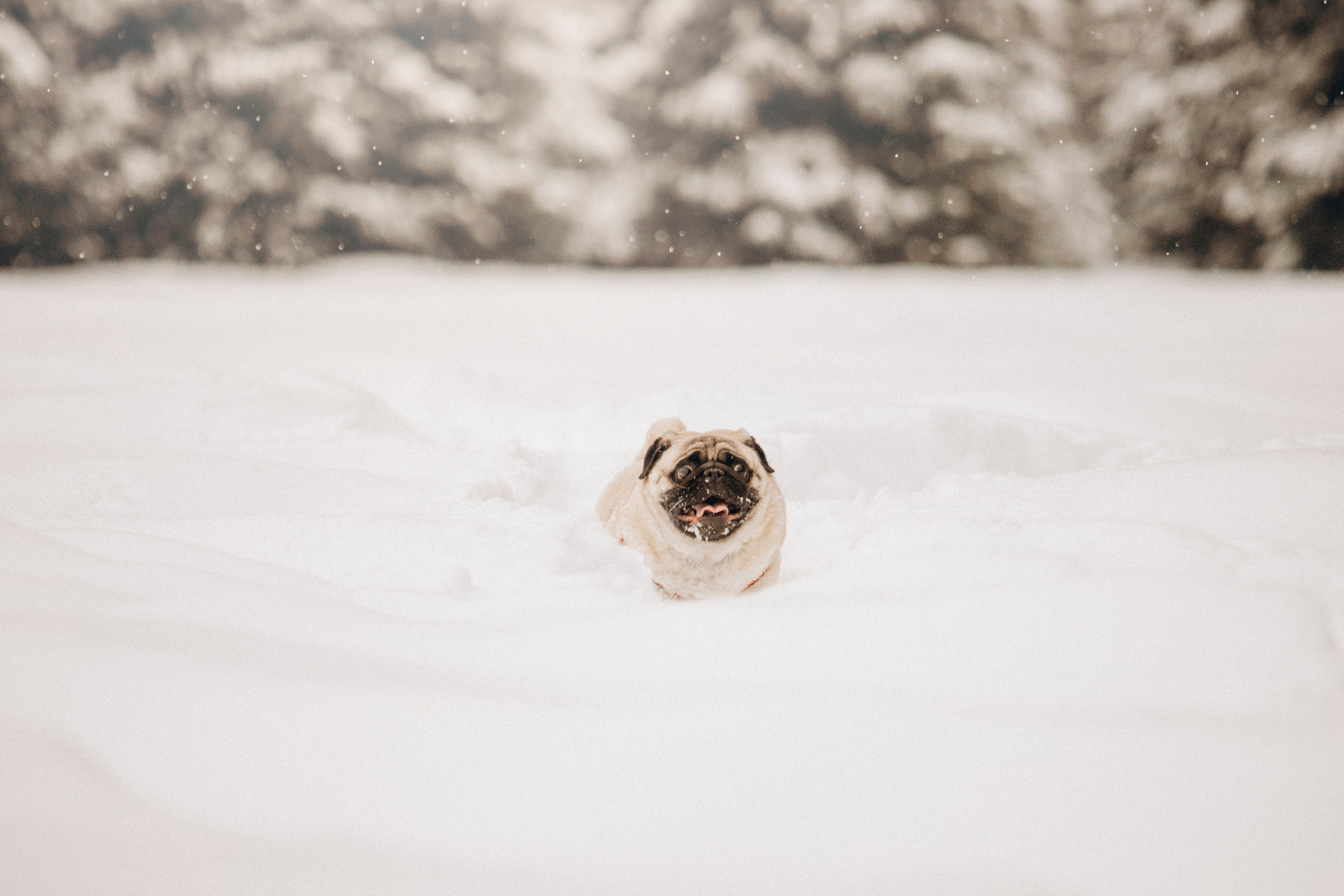 Марго, Степа и их семья. Фотограф — Анималист | Санкт-Петербург