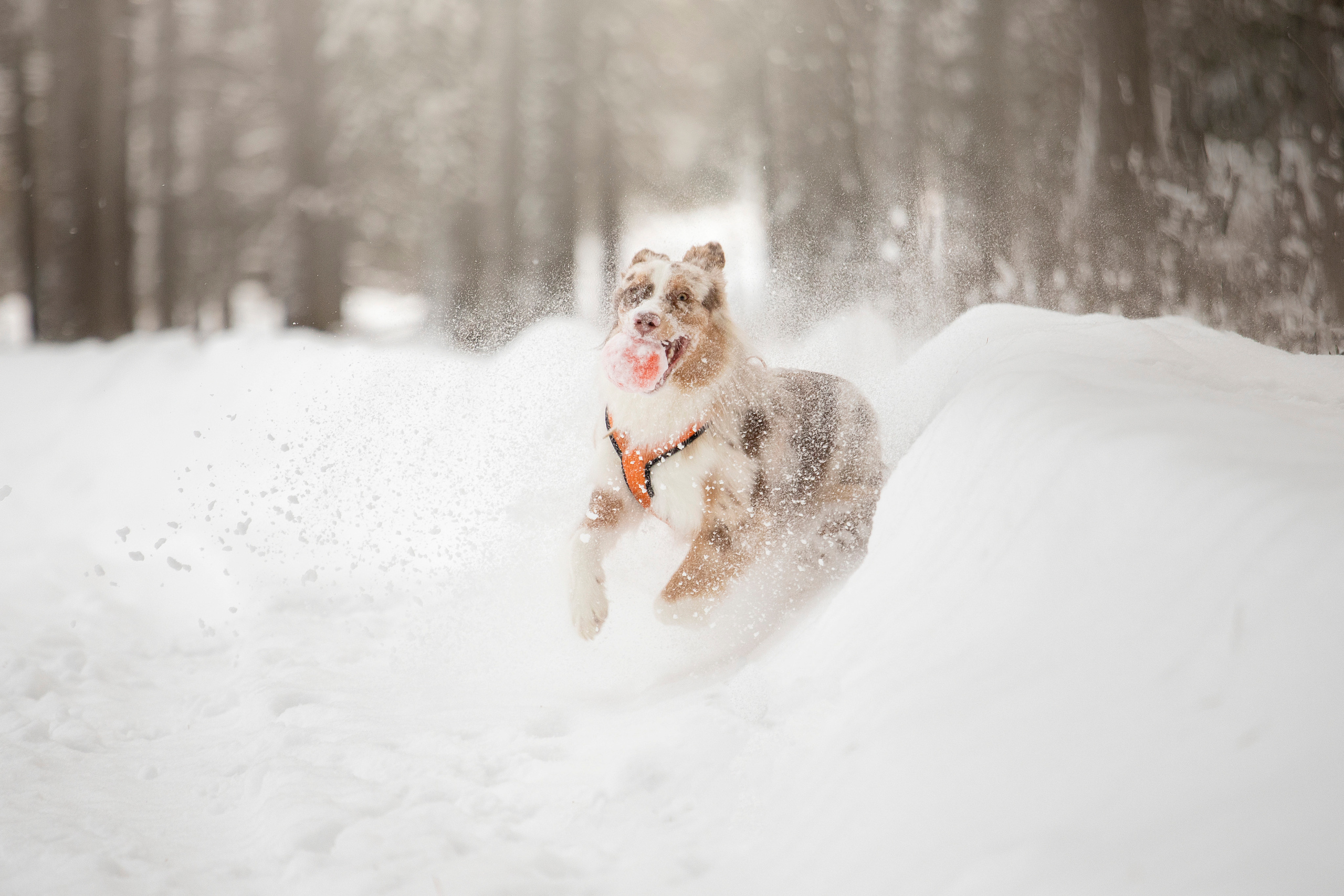 Делик, Скай и их семья. Фотограф — Анималист | Санкт-Петербург