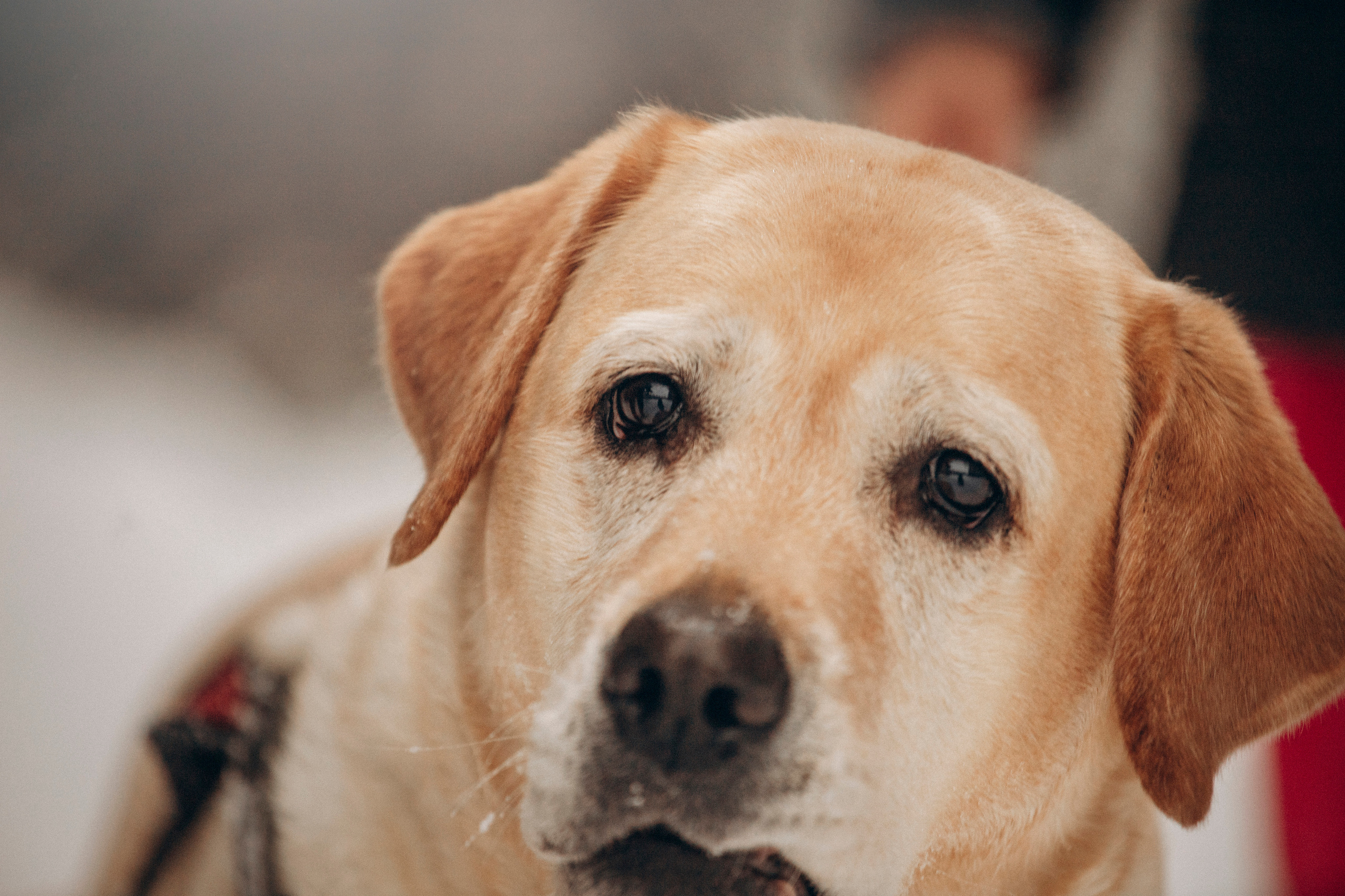 Марго, Степа и их семья. Фотограф — Анималист | Санкт-Петербург