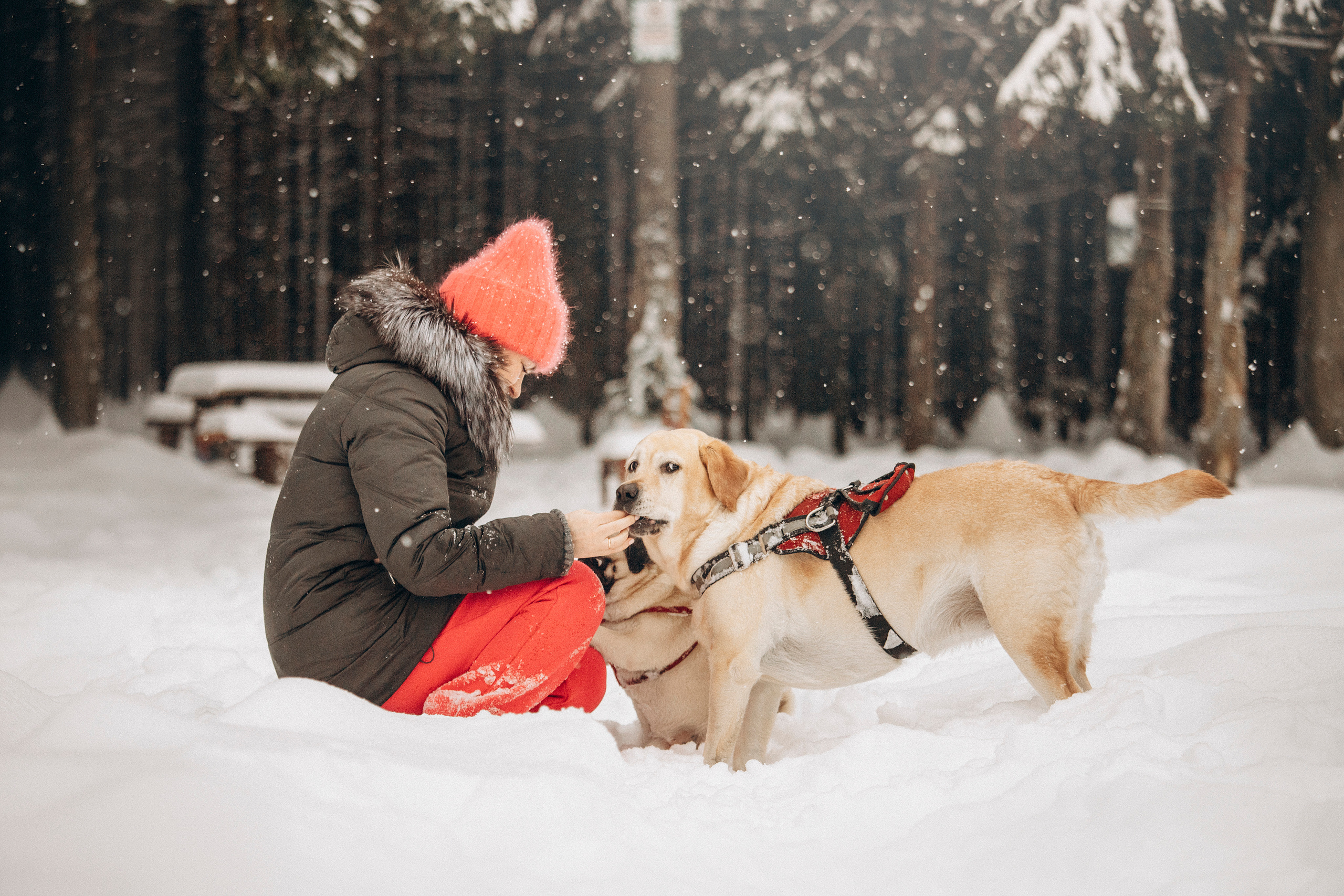 Марго, Степа и их семья. Фотограф — Анималист | Санкт-Петербург