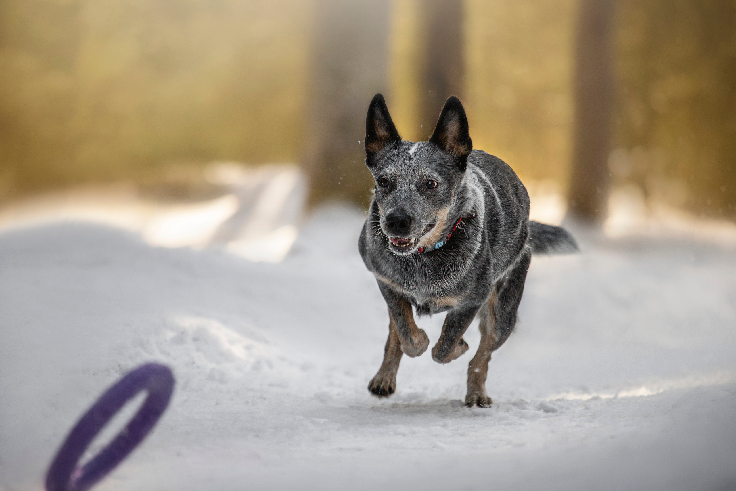Оля и Мотя. Фотограф — Анималист | Санкт-Петербург