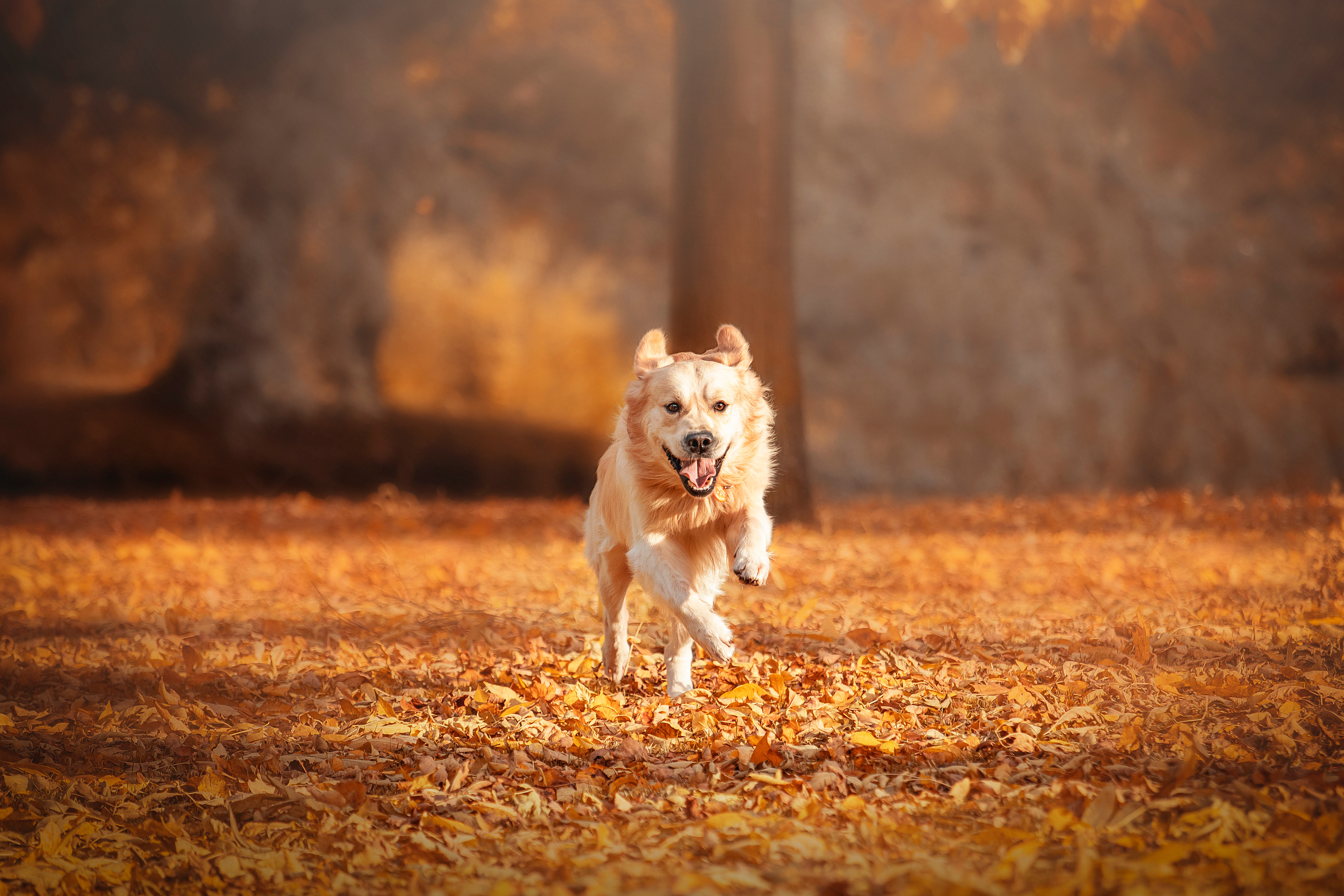Лёвушка и его семья. Фотограф — Анималист | Санкт-Петербург