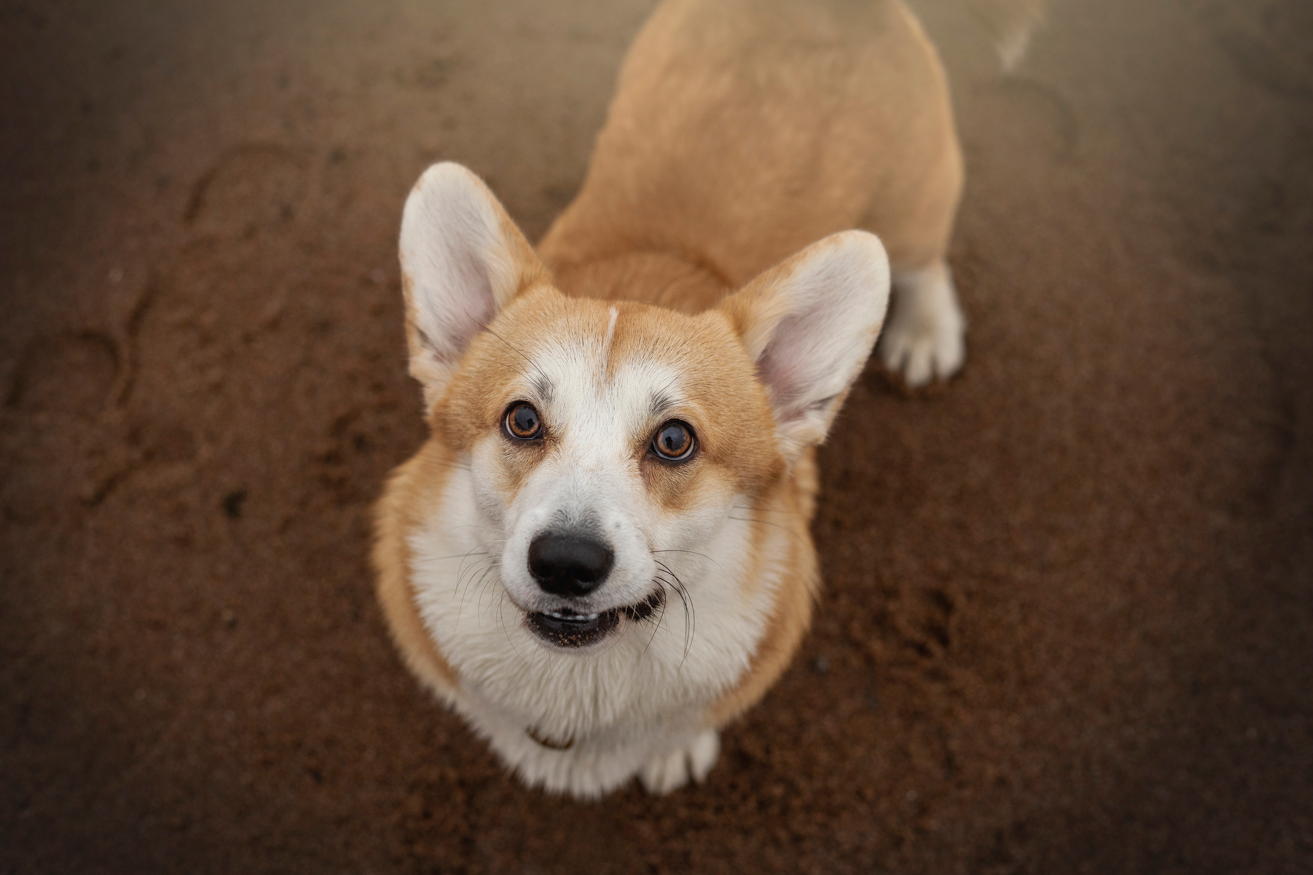 Барни и его семья. Фотограф — Анималист | Санкт-Петербург