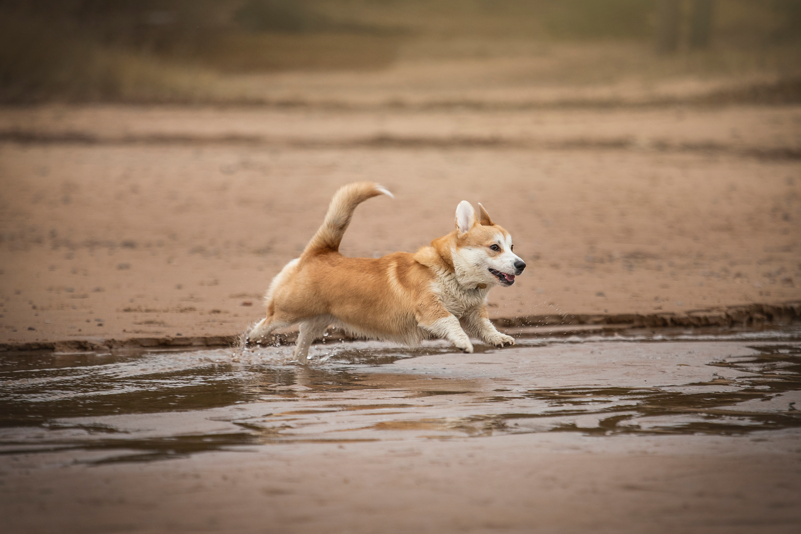 Барни и его семья. Фотограф — Анималист | Санкт-Петербург