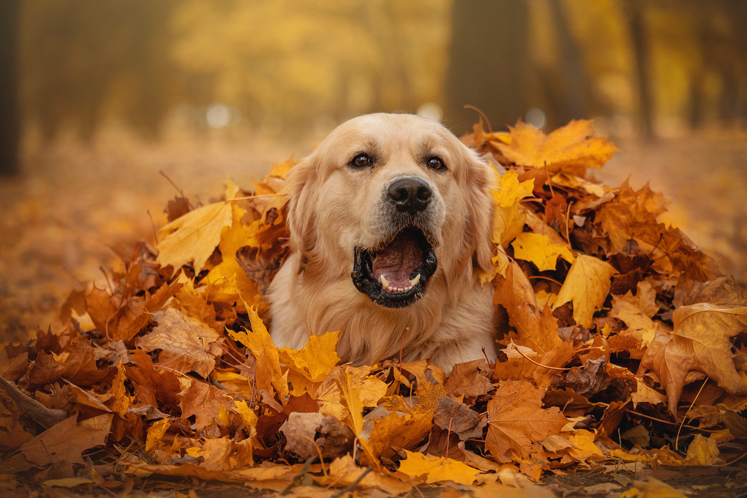 Лёвушка и его семья. Фотограф — Анималист | Санкт-Петербург