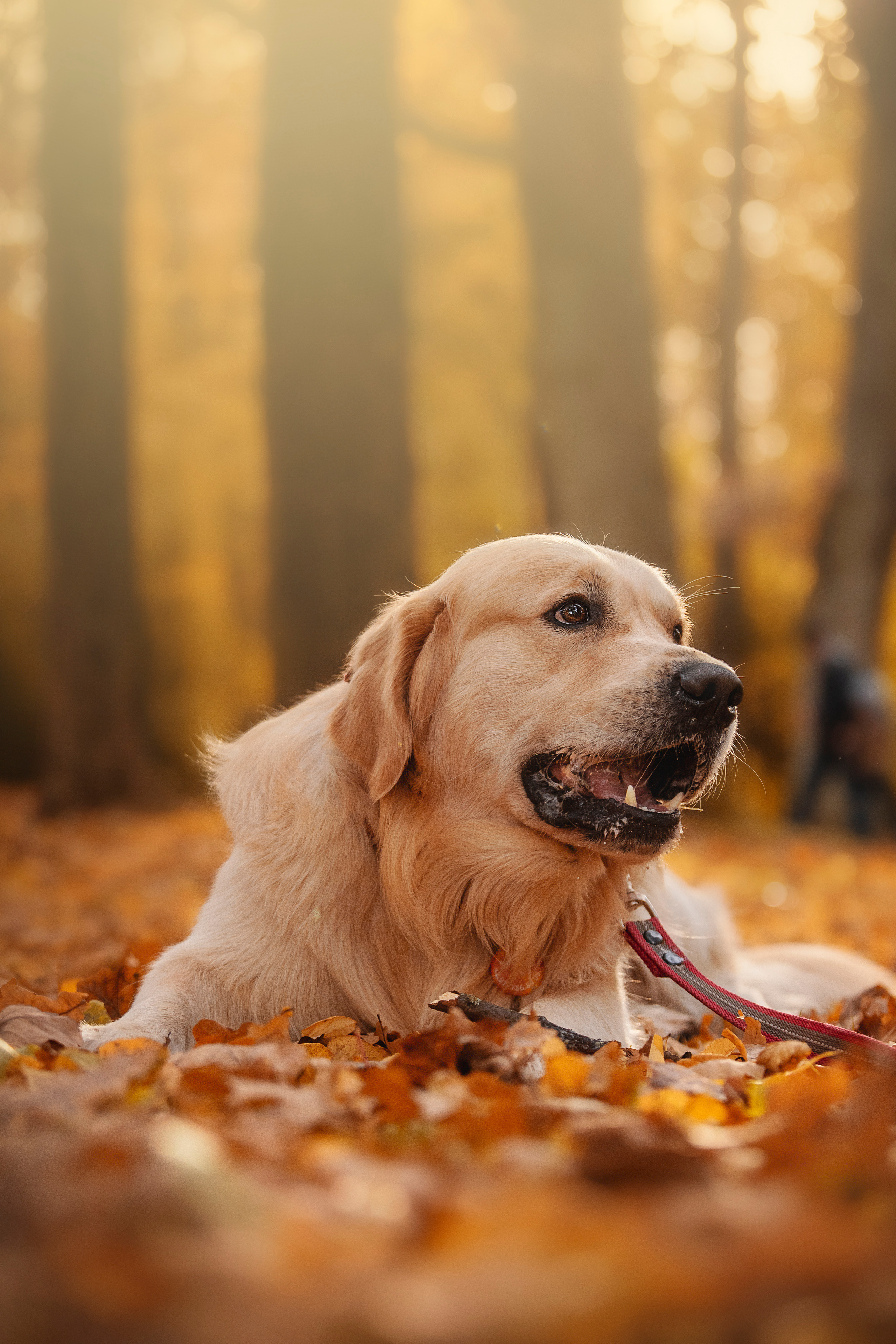 Лёвушка и его семья. Фотограф — Анималист | Санкт-Петербург