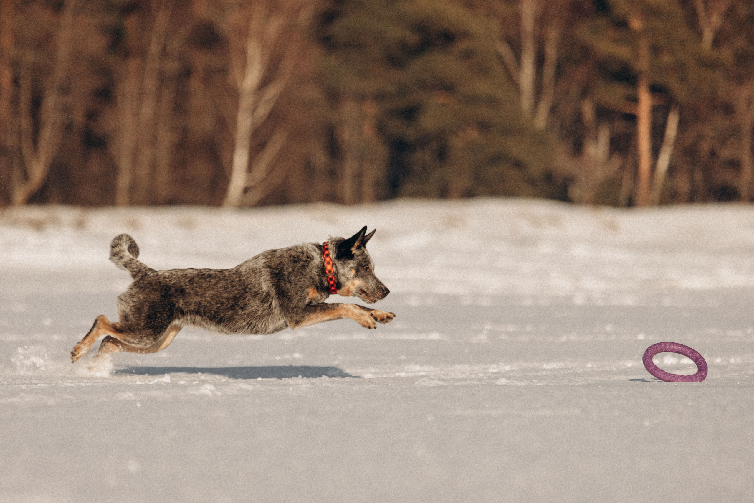 Оля и Мотя. Фотограф — Анималист | Санкт-Петербург