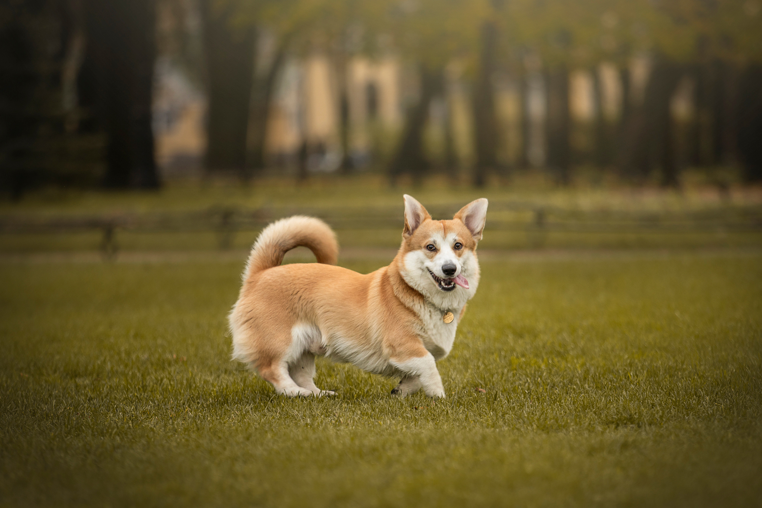 Барни и его семья. Фотограф — Анималист | Санкт-Петербург