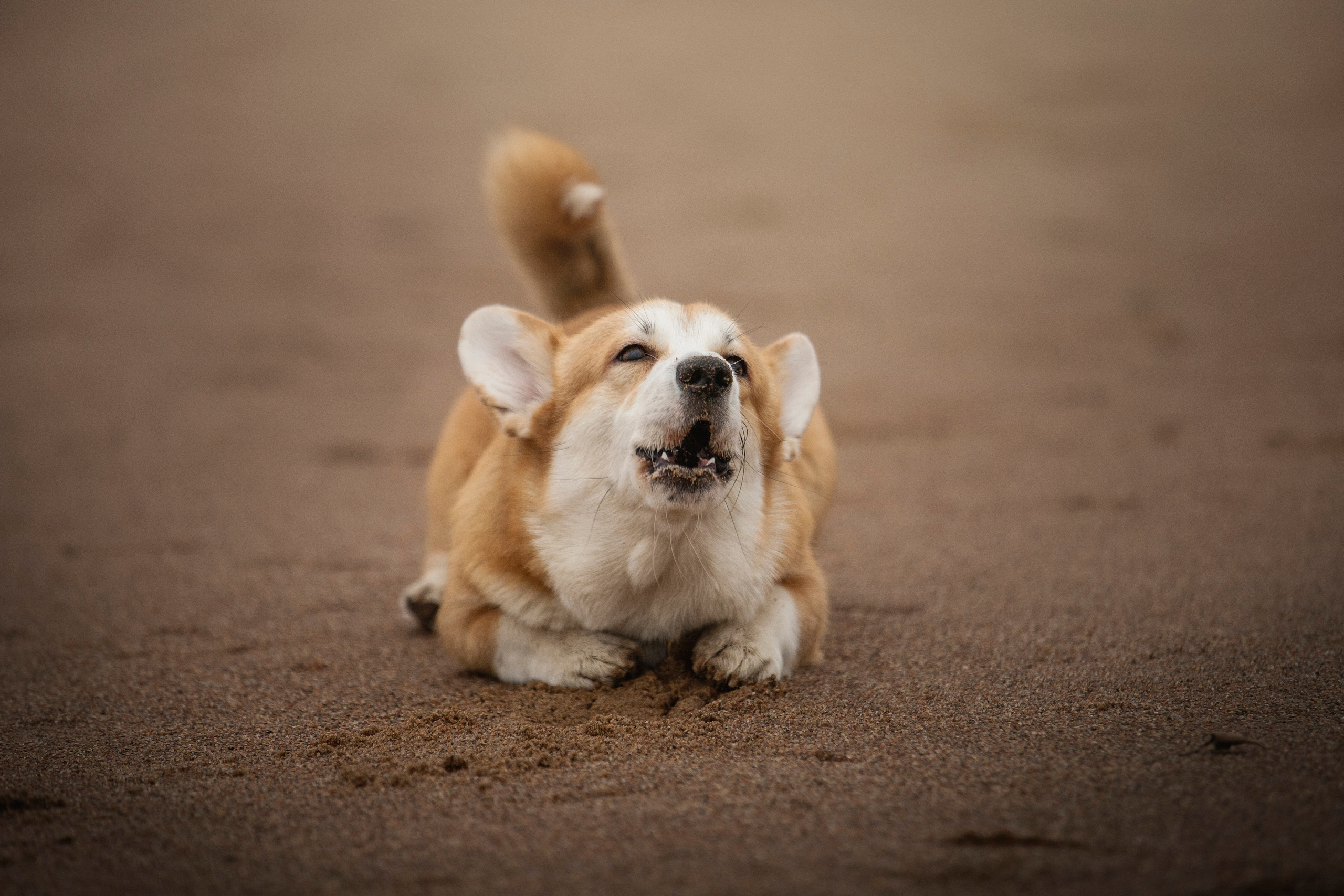 Барни и его семья. Фотограф — Анималист | Санкт-Петербург