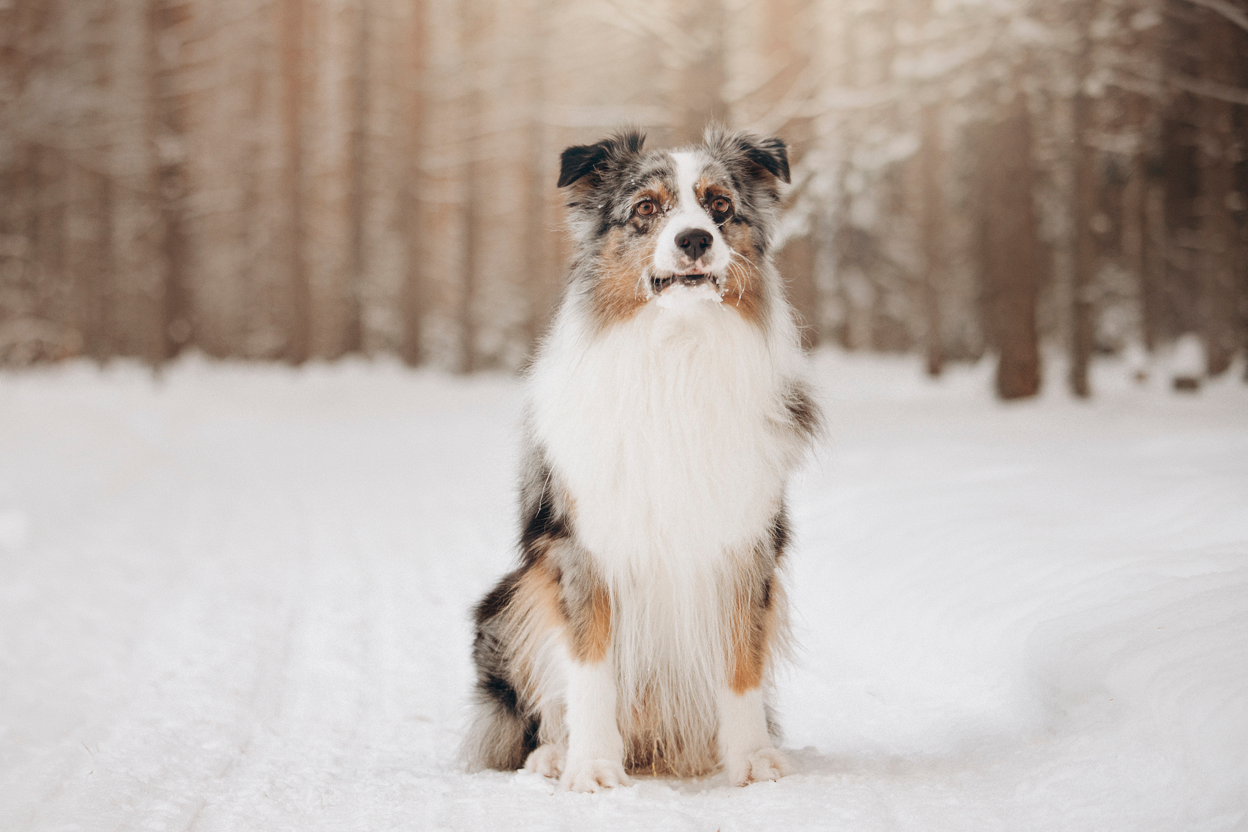 Айк и его семья. Фотограф — Анималист | Санкт-Петербург