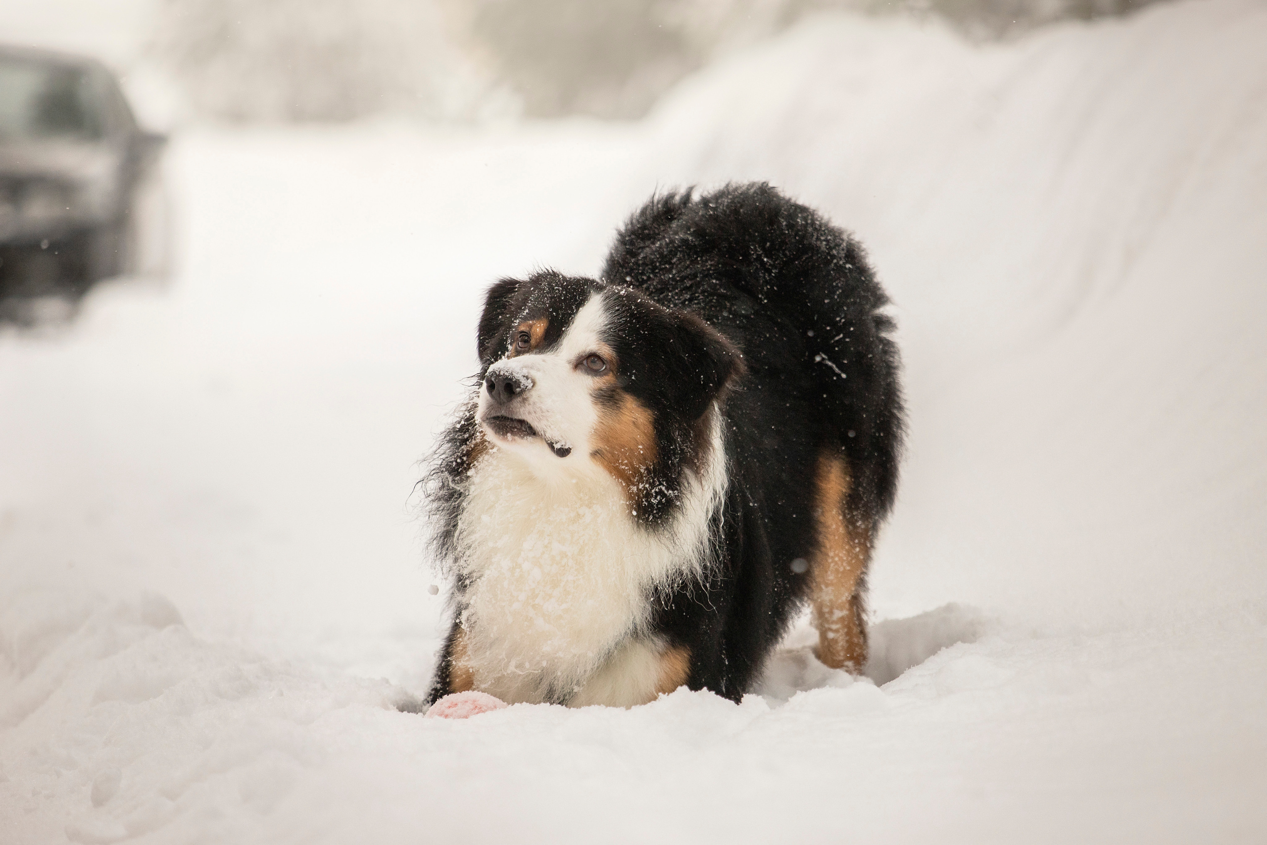 Делик, Скай и их семья. Фотограф — Анималист | Санкт-Петербург