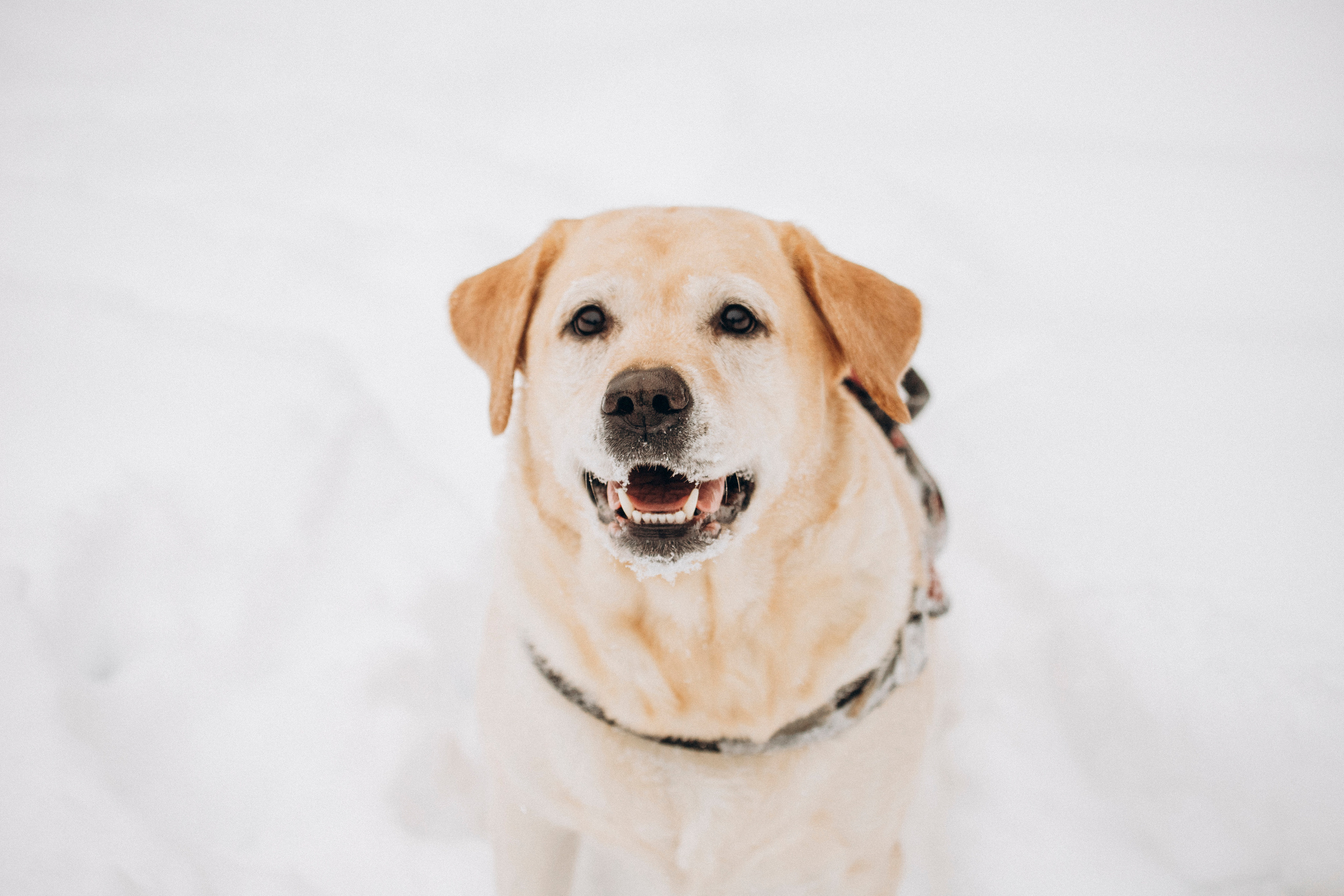 Марго, Степа и их семья. Фотограф — Анималист | Санкт-Петербург