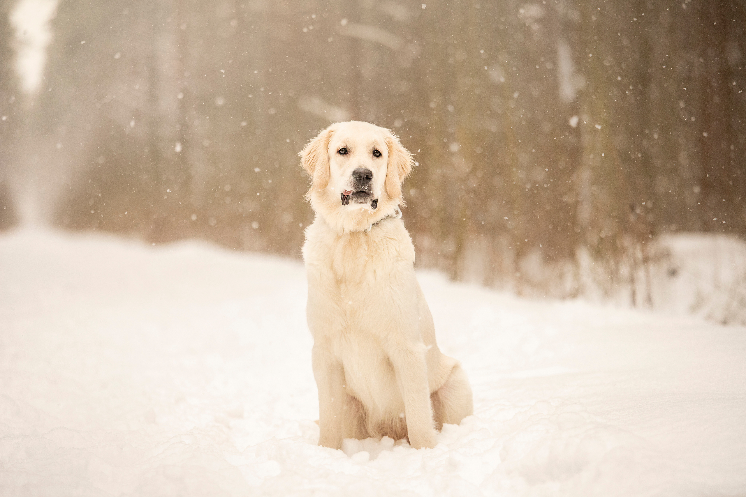 Милка и ее семья. Фотограф — Анималист | Санкт-Петербург