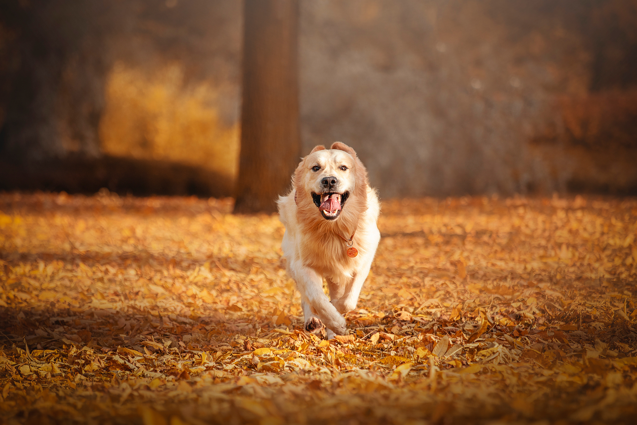 Лёвушка и его семья. Фотограф — Анималист | Санкт-Петербург