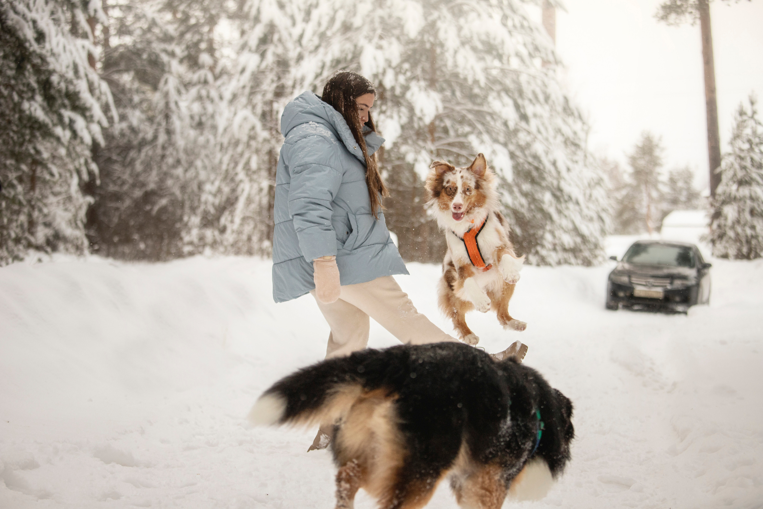 Делик, Скай и их семья. Фотограф — Анималист | Санкт-Петербург