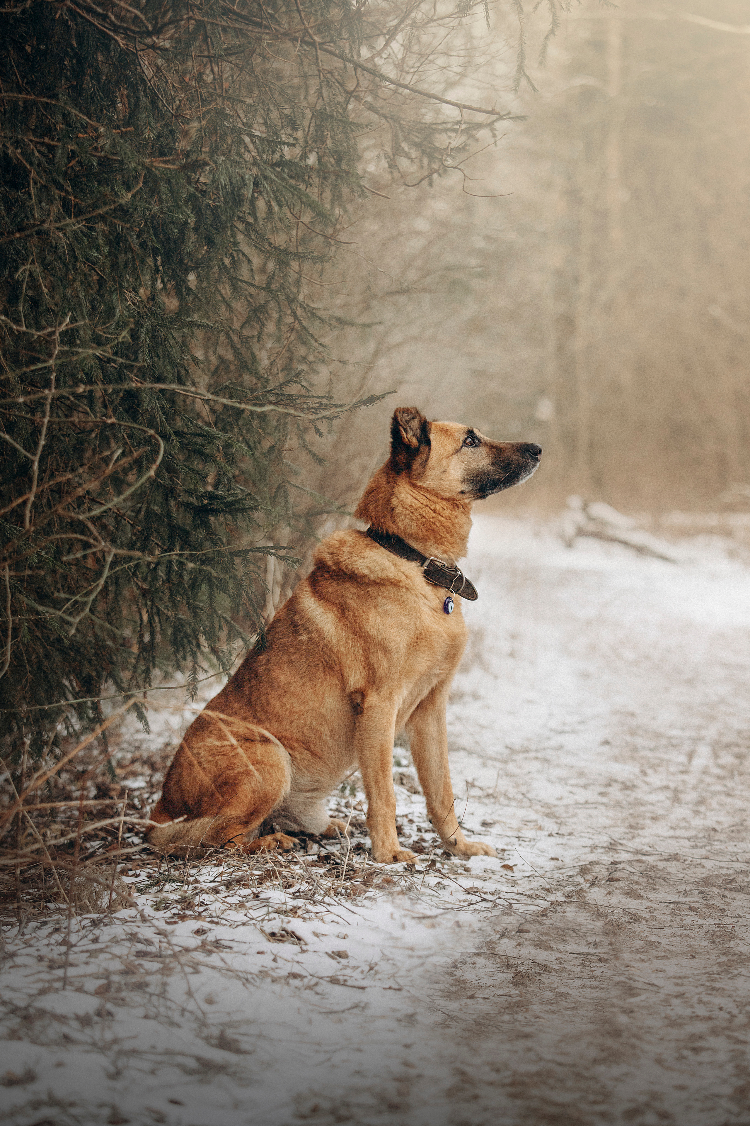 Олеся и Бу. Фотограф — Анималист | Санкт-Петербург