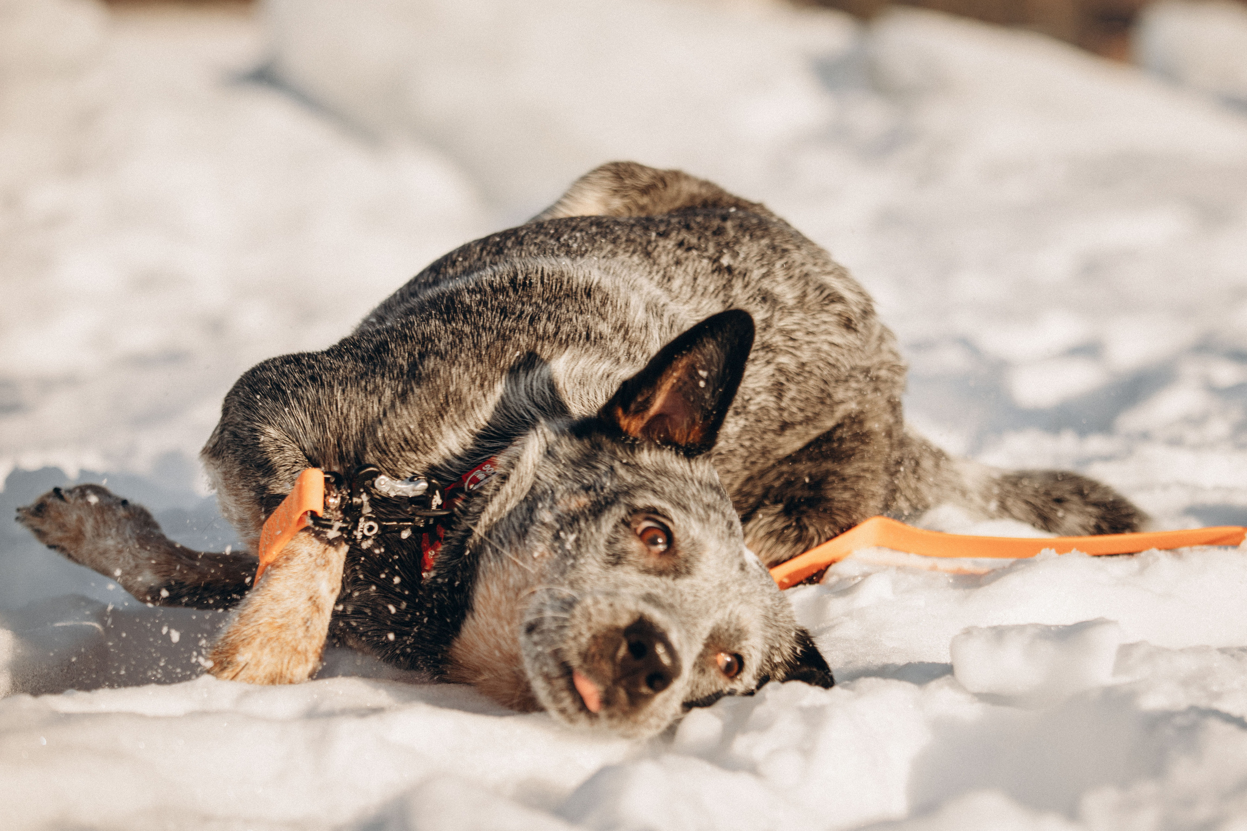 Оля и Мотя. Фотограф — Анималист | Санкт-Петербург