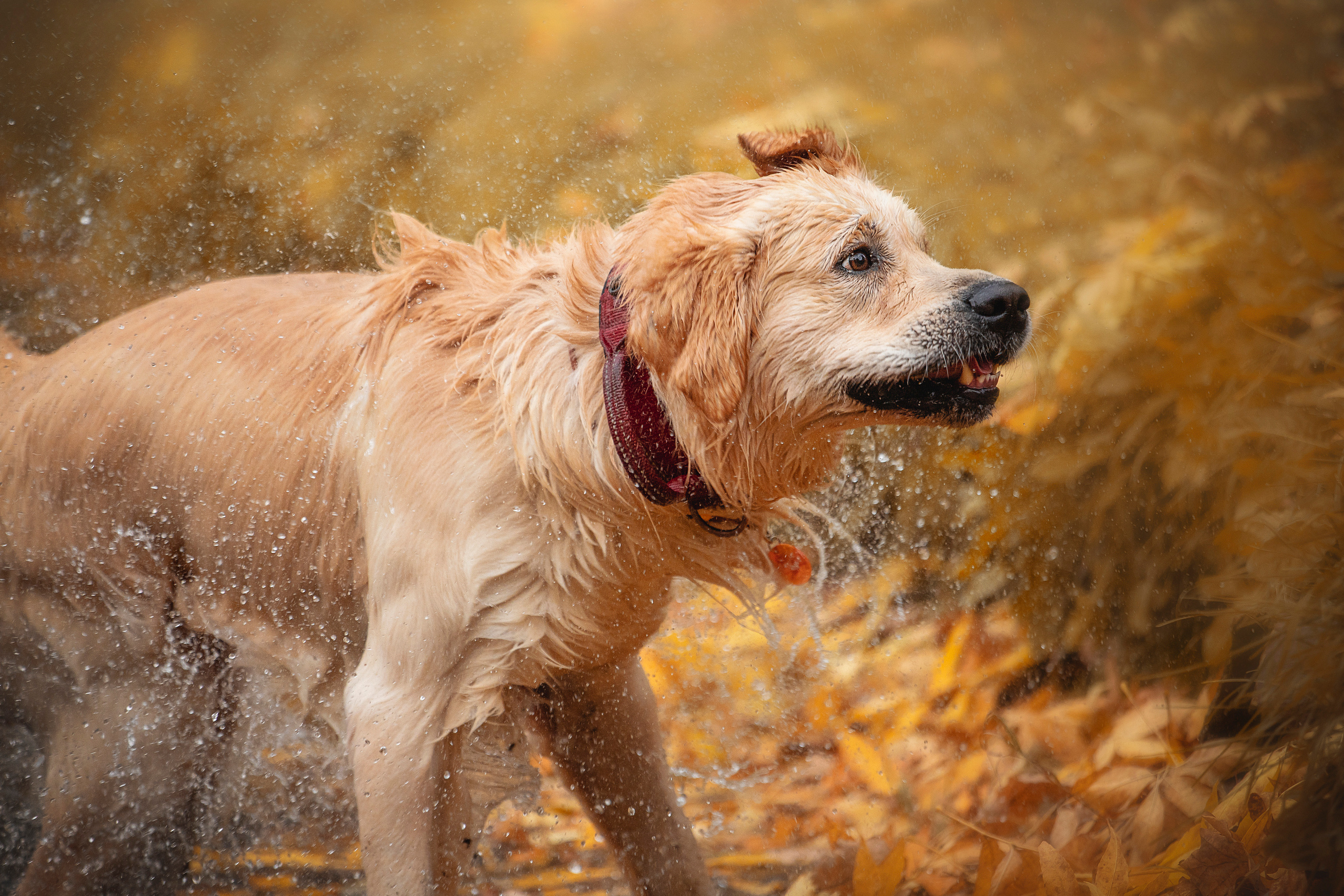 Лёвушка и его семья. Фотограф — Анималист | Санкт-Петербург