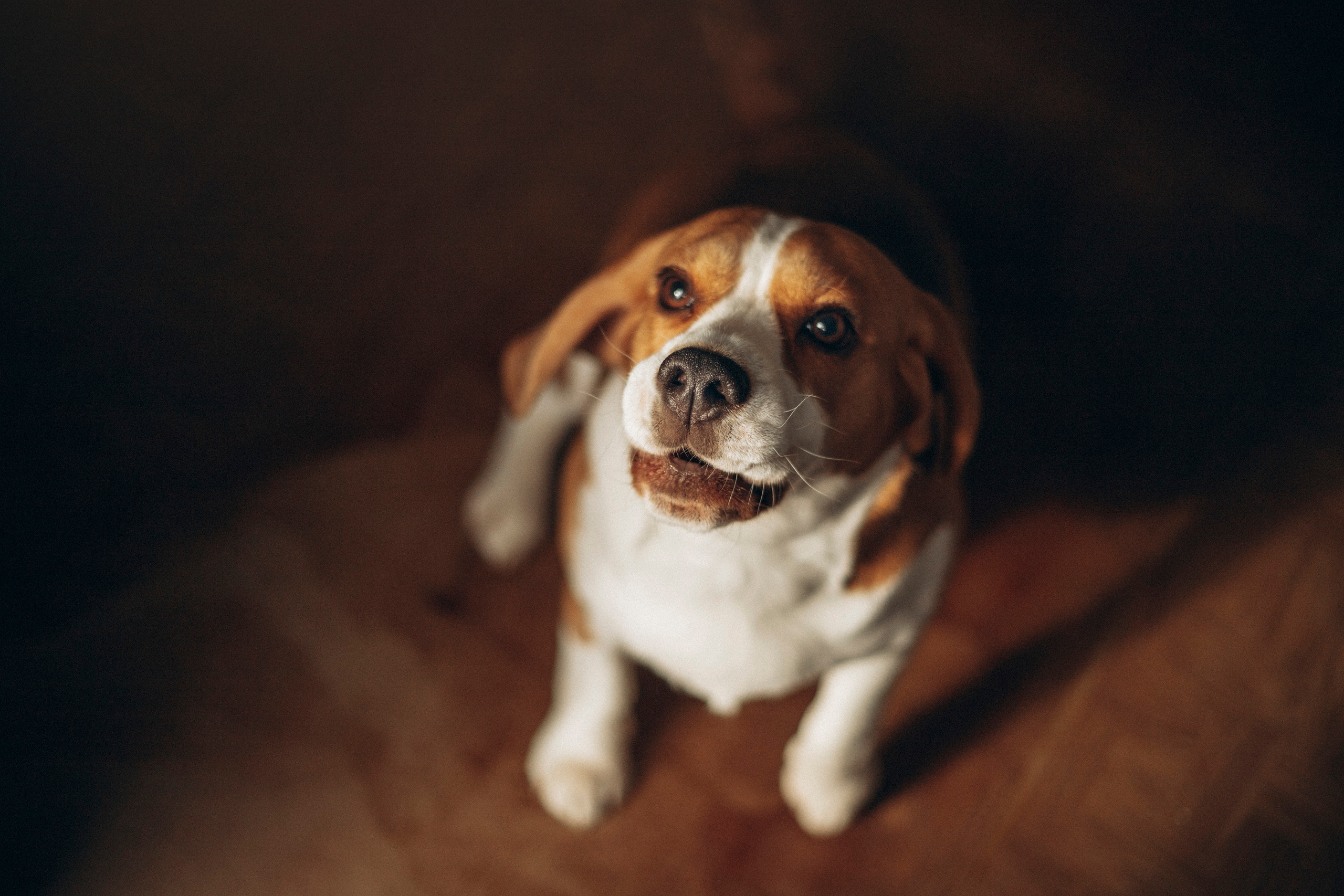 Полина и Бетти. Фотограф — Анималист | Санкт-Петербург