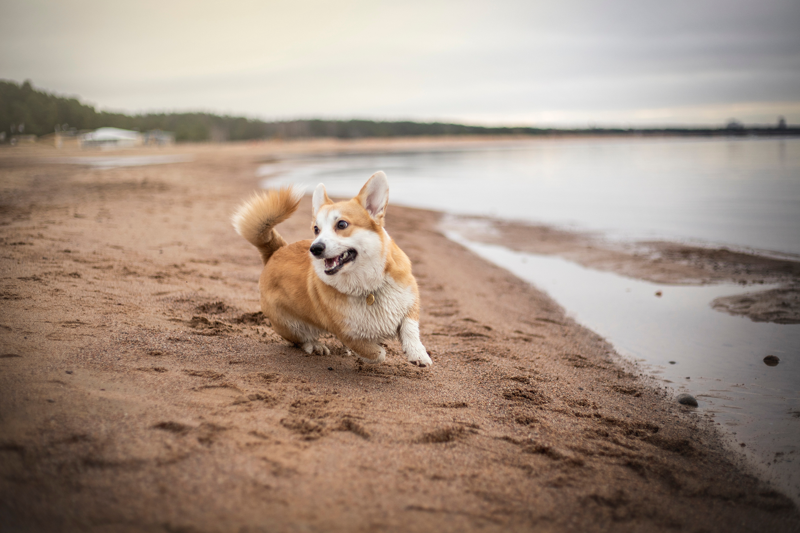 Барни и его семья. Фотограф — Анималист | Санкт-Петербург