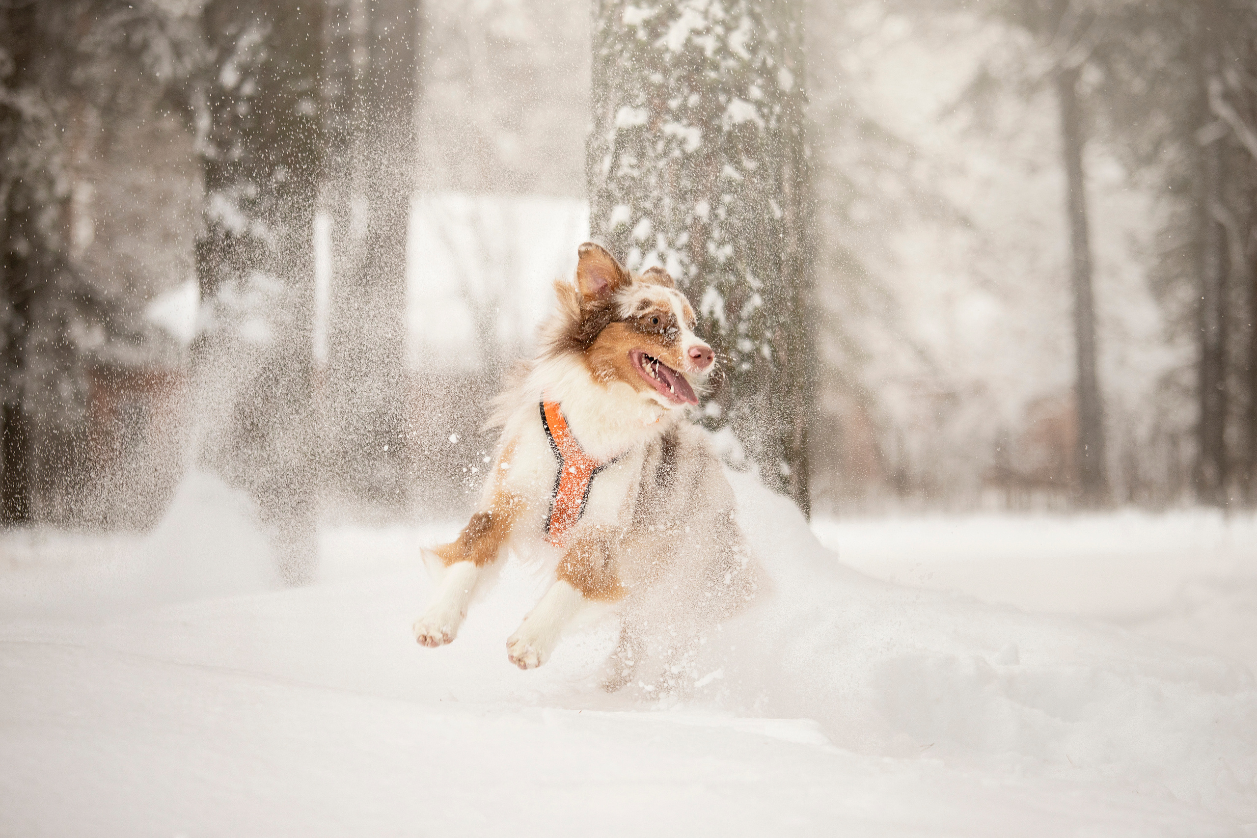 Делик, Скай и их семья. Фотограф — Анималист | Санкт-Петербург