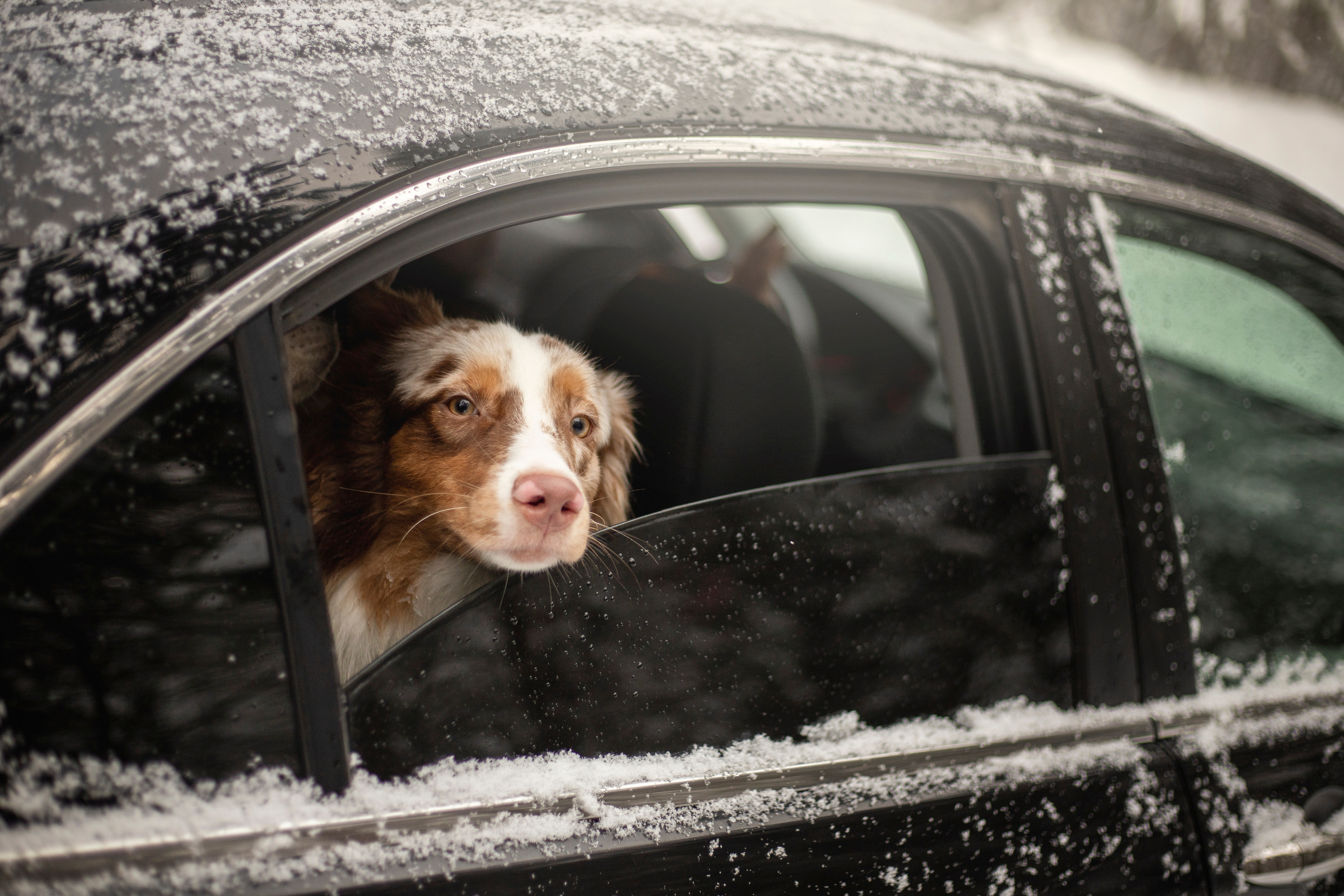 Делик, Скай и их семья. Фотограф — Анималист | Санкт-Петербург