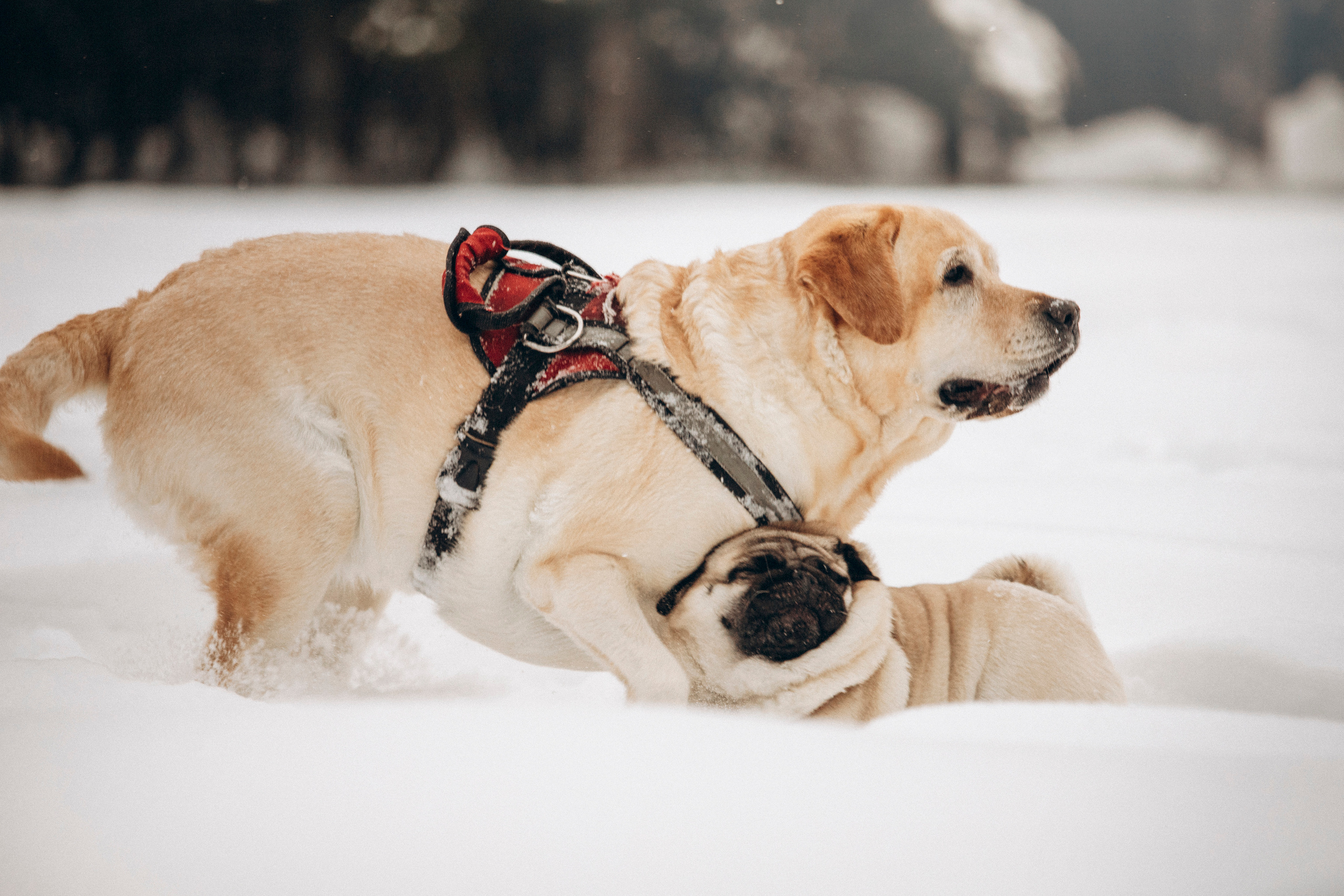 Марго, Степа и их семья. Фотограф — Анималист | Санкт-Петербург