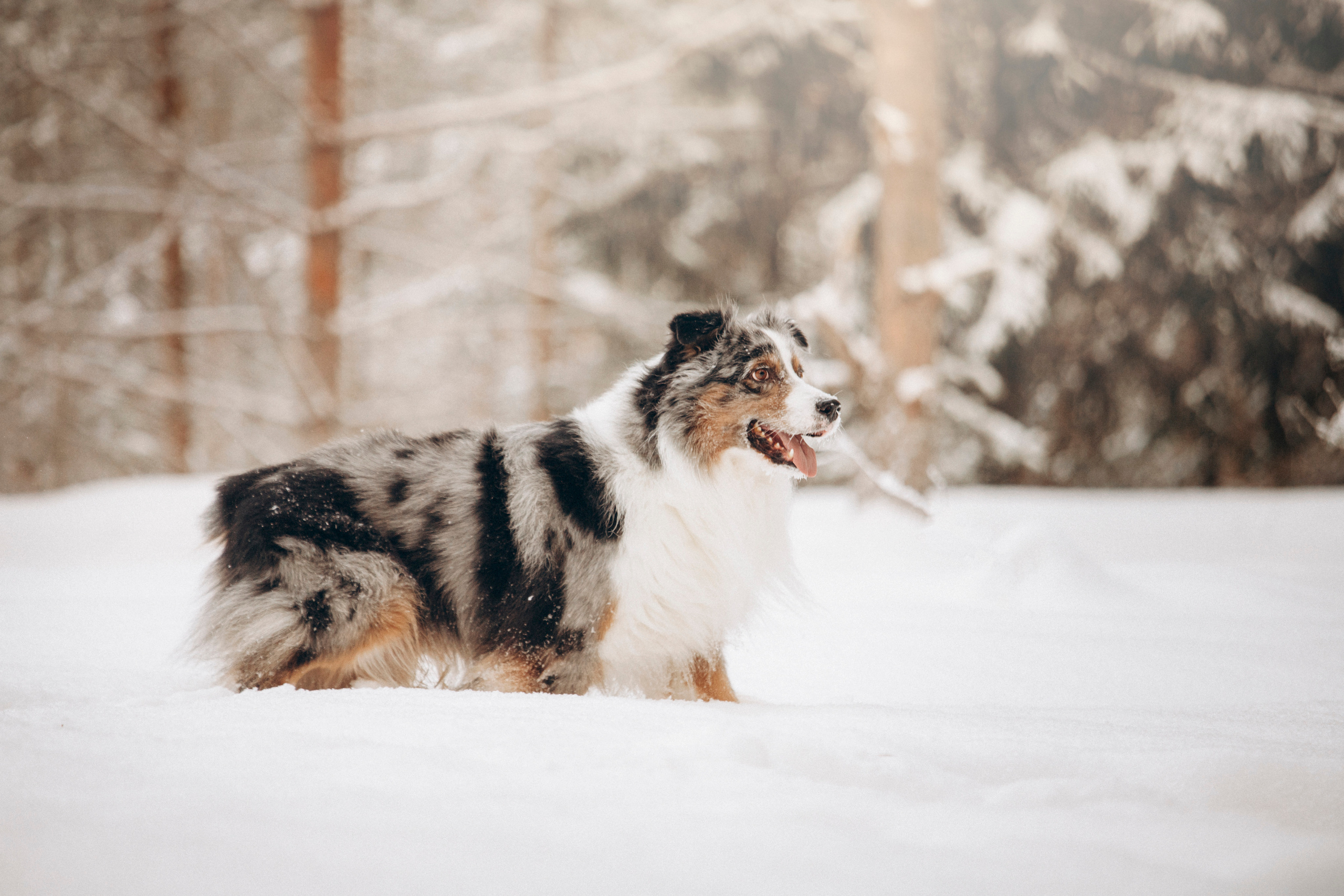 Айк и его семья. Фотограф — Анималист | Санкт-Петербург