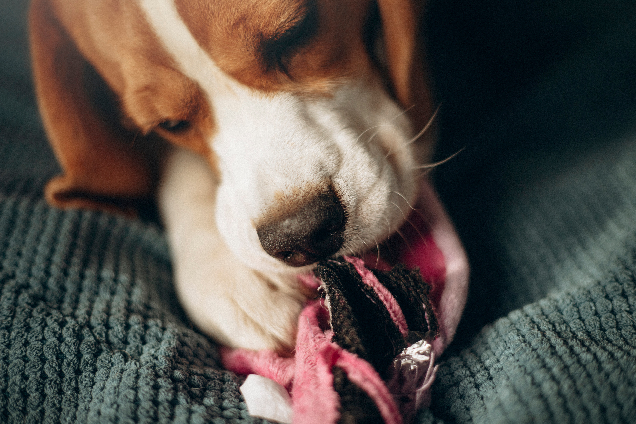 Полина и Бетти. Фотограф — Анималист | Санкт-Петербург