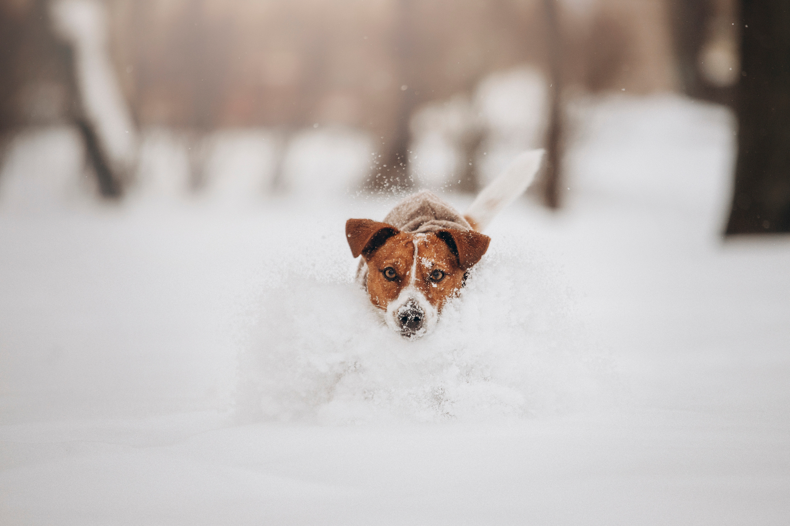 Даша и Бакс. Фотограф — Анималист | Санкт-Петербург